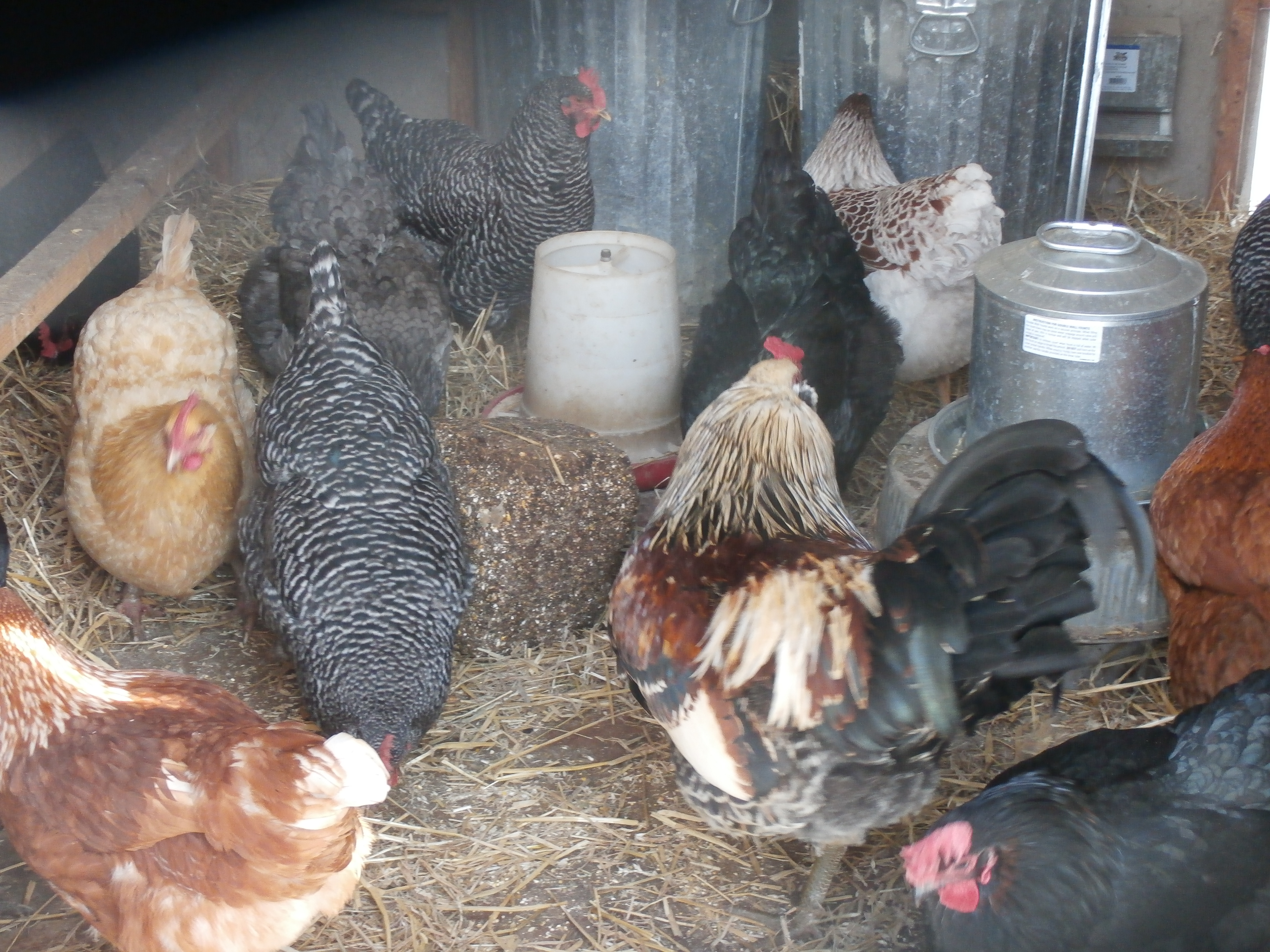 A day in the chicken coop with Harley the rooster.