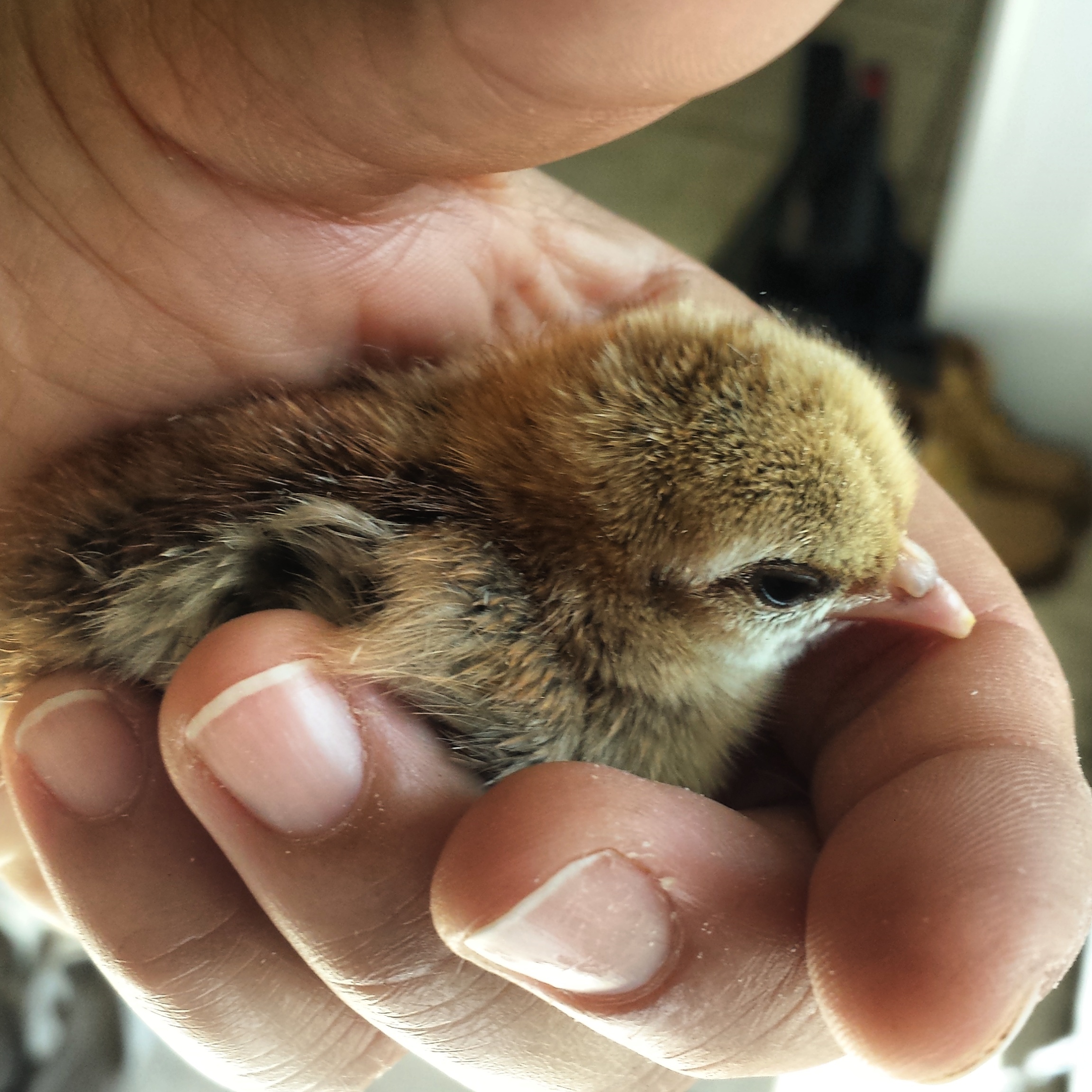 A day old. My little darling.