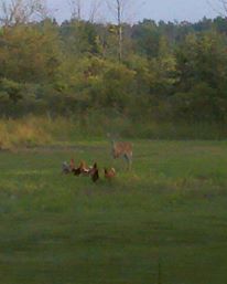 A deer comes to visit our birds