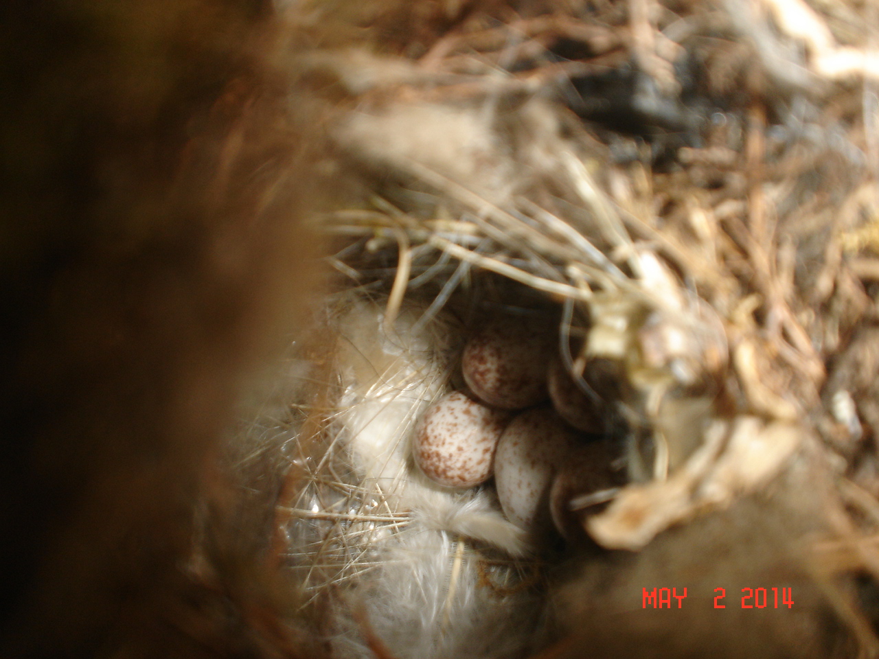 A different kind of egg :) A house wren built a nest on my porch!
