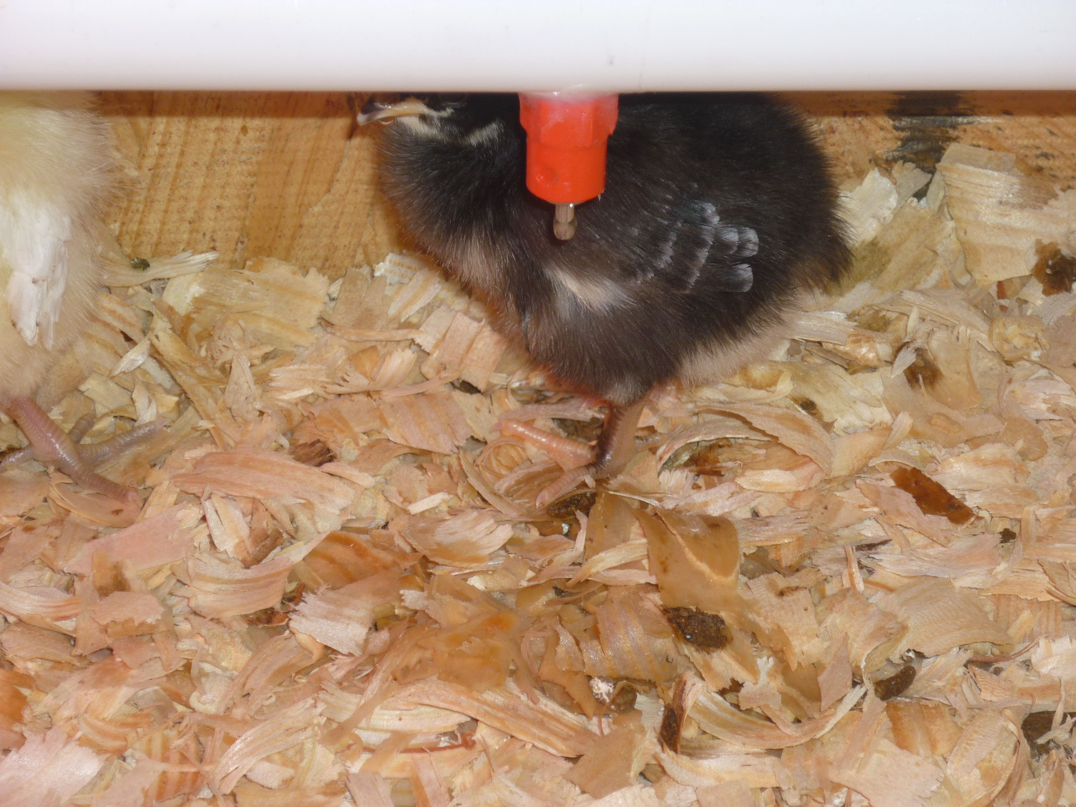 A Dominique chick under the water line.  She just drank from the nipple (notice the droplet on her beak).