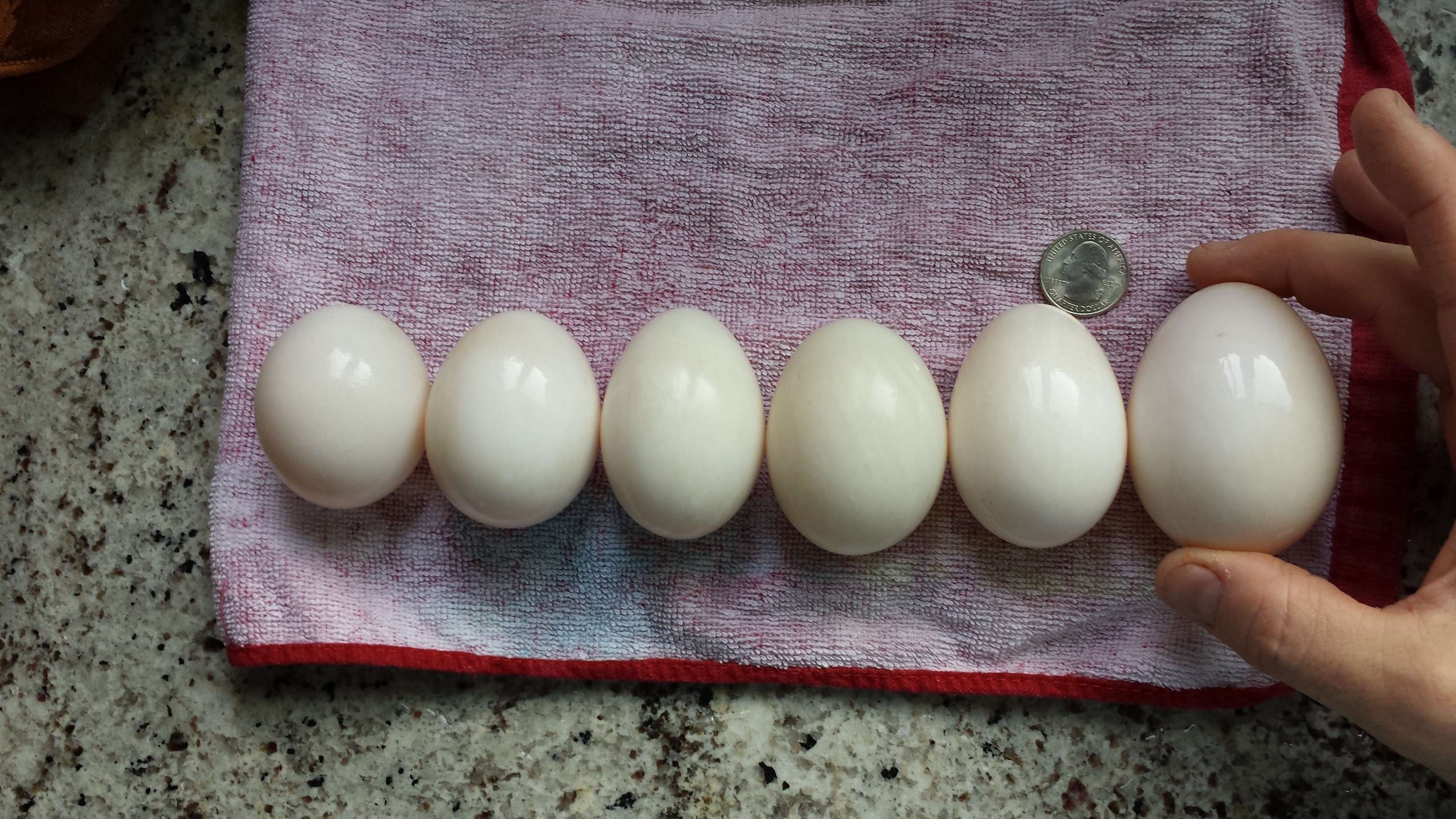 A Double Yolker from 8 mo White Layer