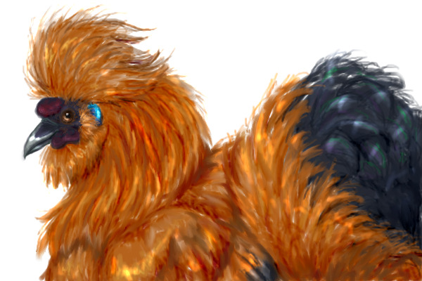 A drawing I did of Sorrel, my Silkie Roo. :}3