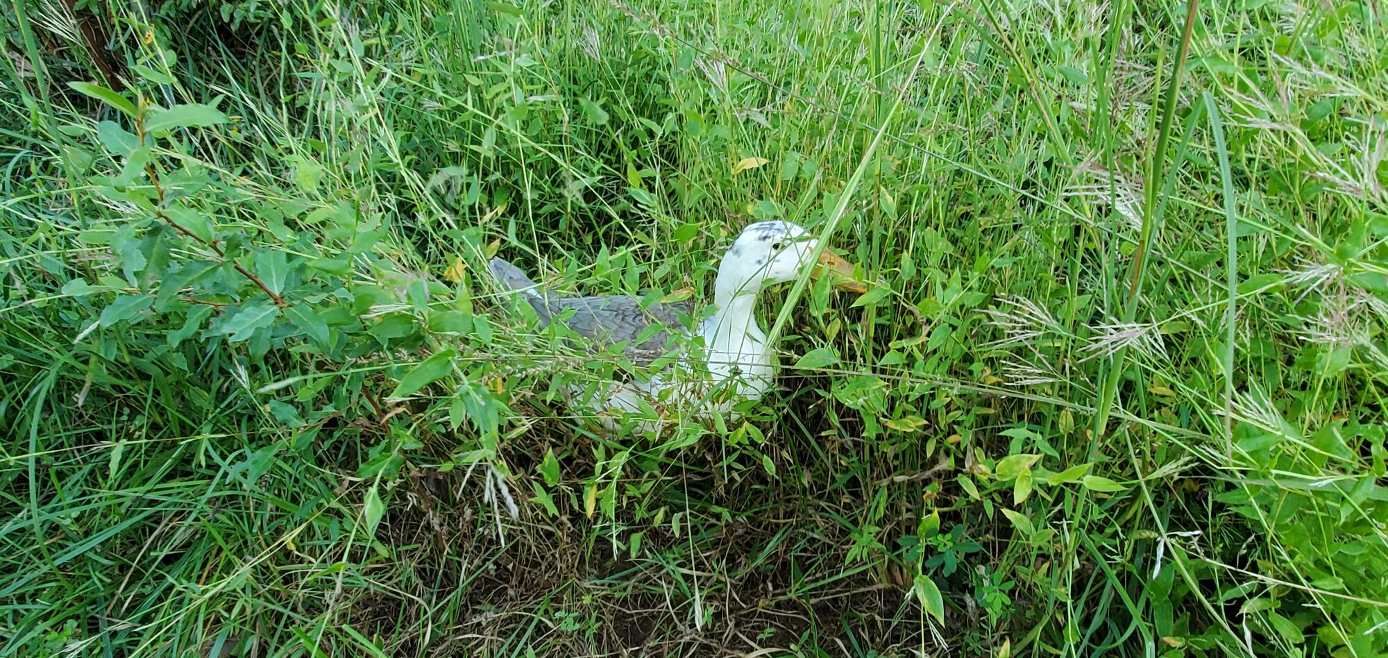 A duck in the green hell