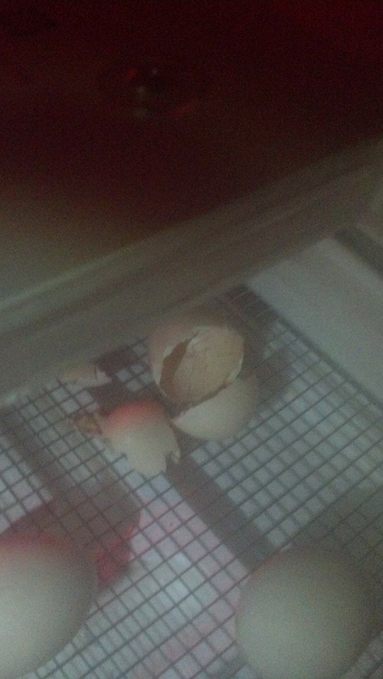 A egg after a chick zippers or hatches out..