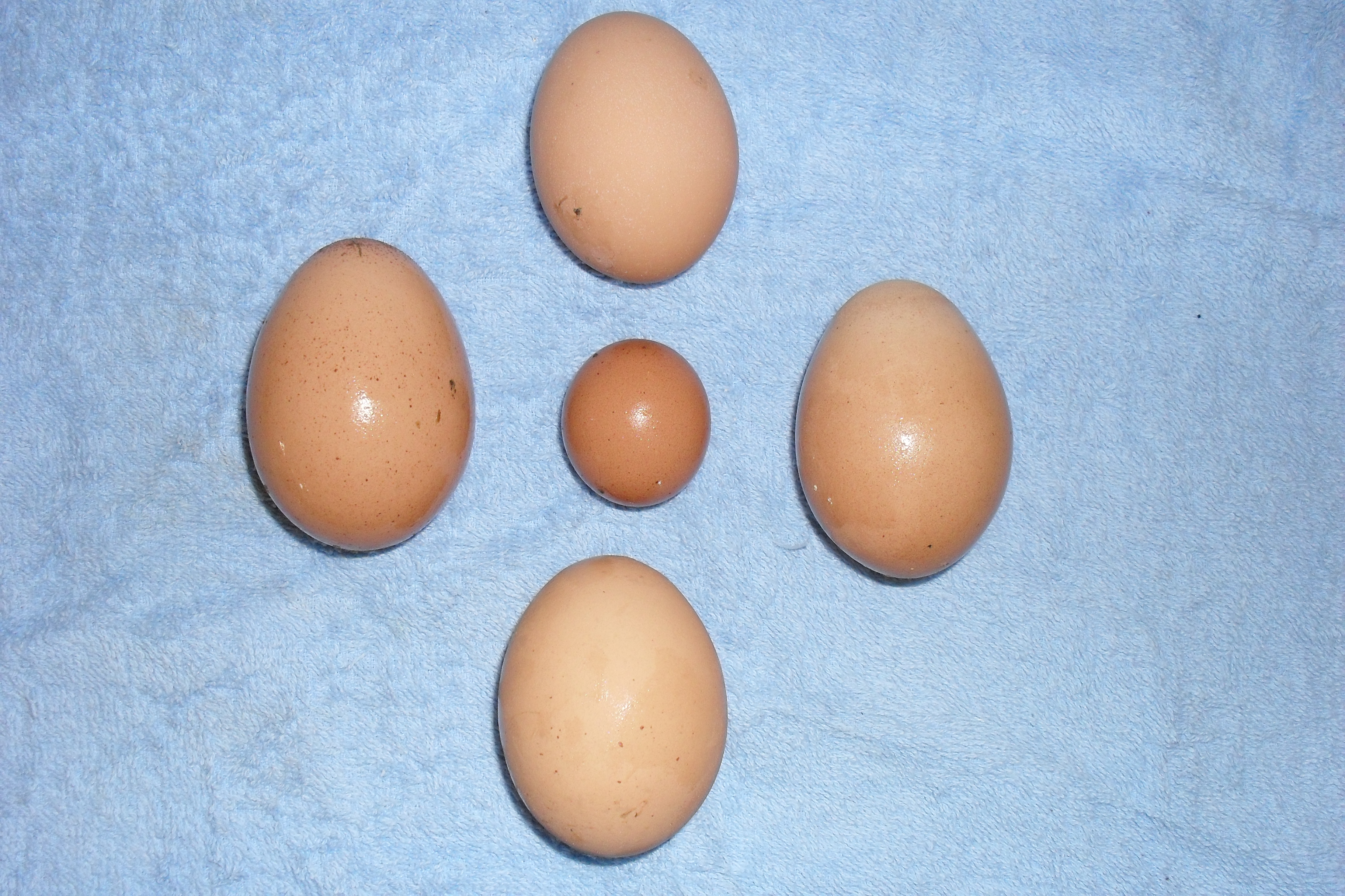 A fart egg