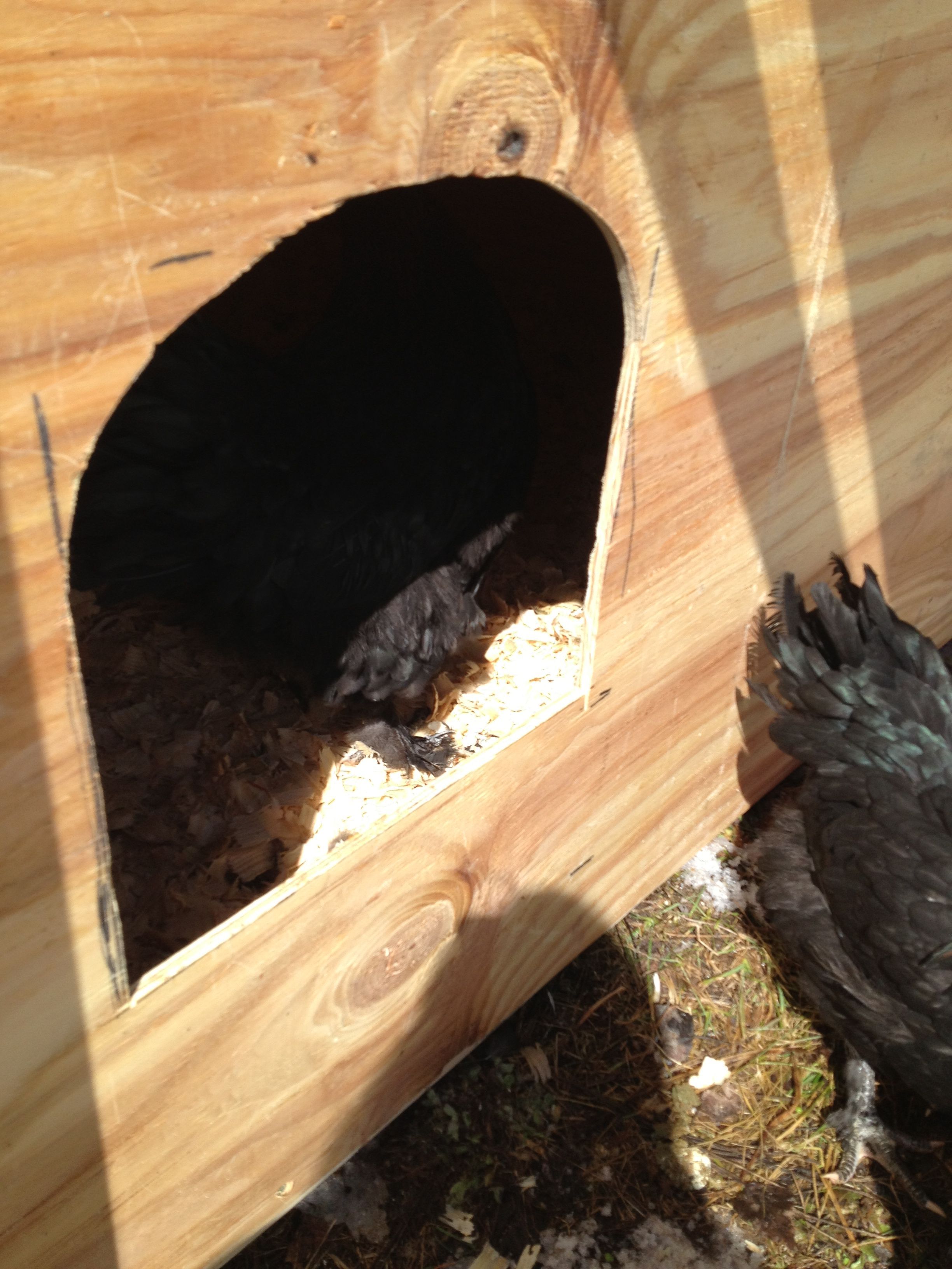 A feathered footy in the tractor.