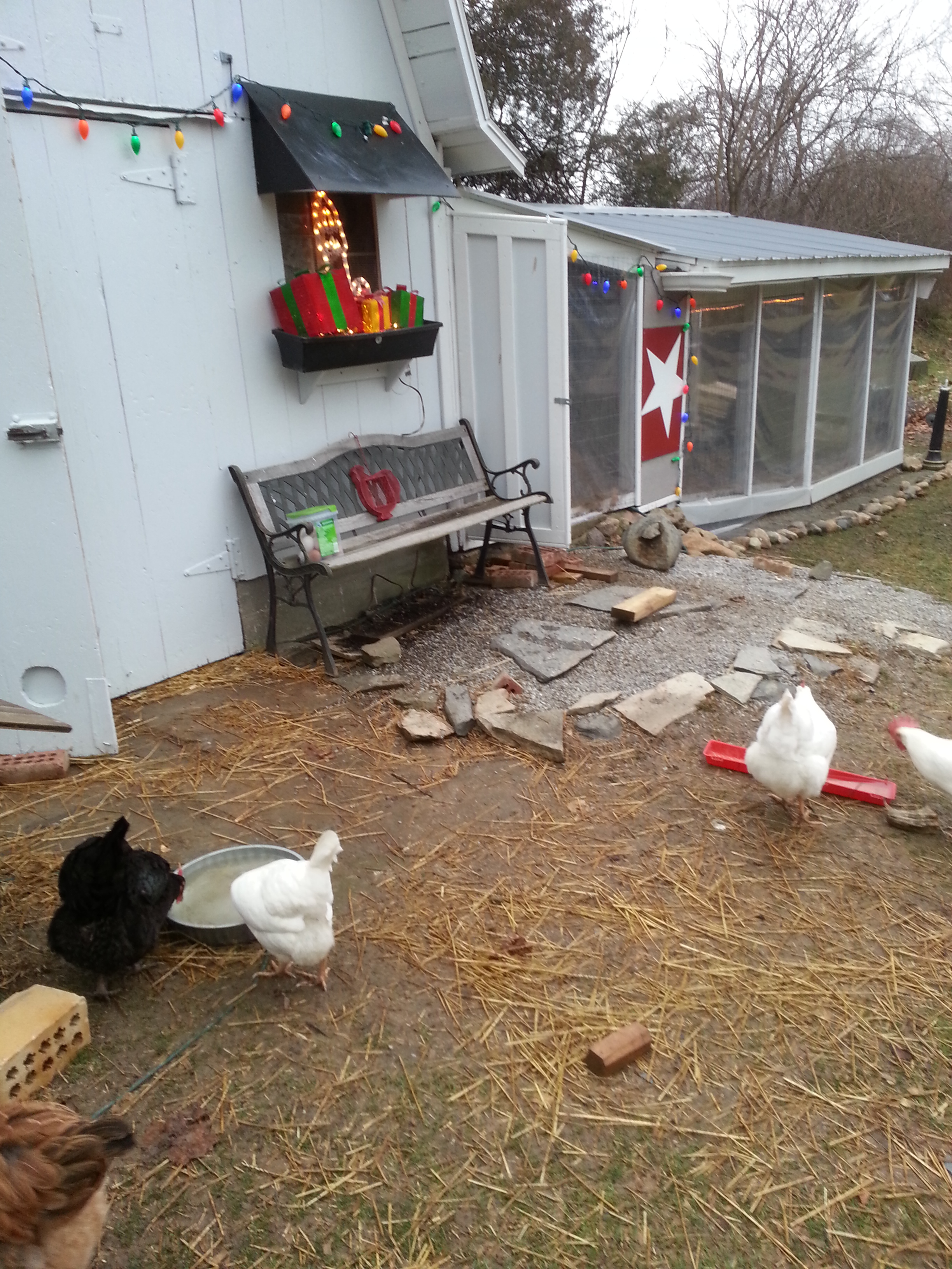 A few Christmas light to make it festive for the girls. (Including me!) The rope light on the inside of the run will stay up year round. I've put heavy clear vinyl up to stop the winds and retain a little warmth from the sun.