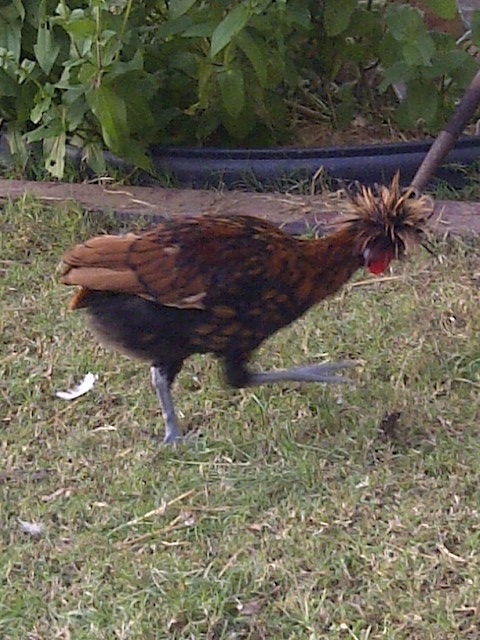 A few days back, but his tail feathers are really coming in nicely..he's much bigger now. so far all are sweet!
