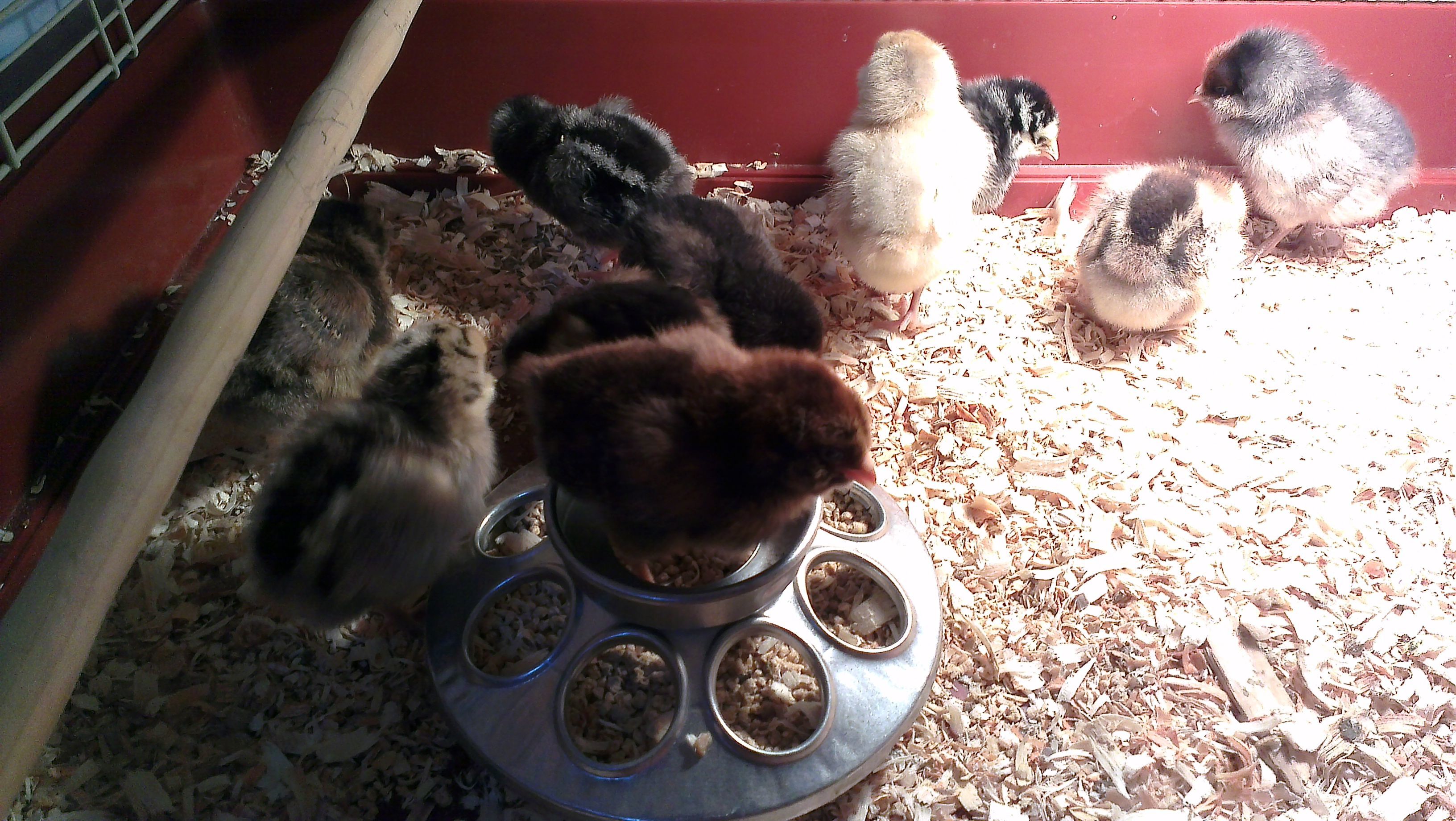 A few days old here.
