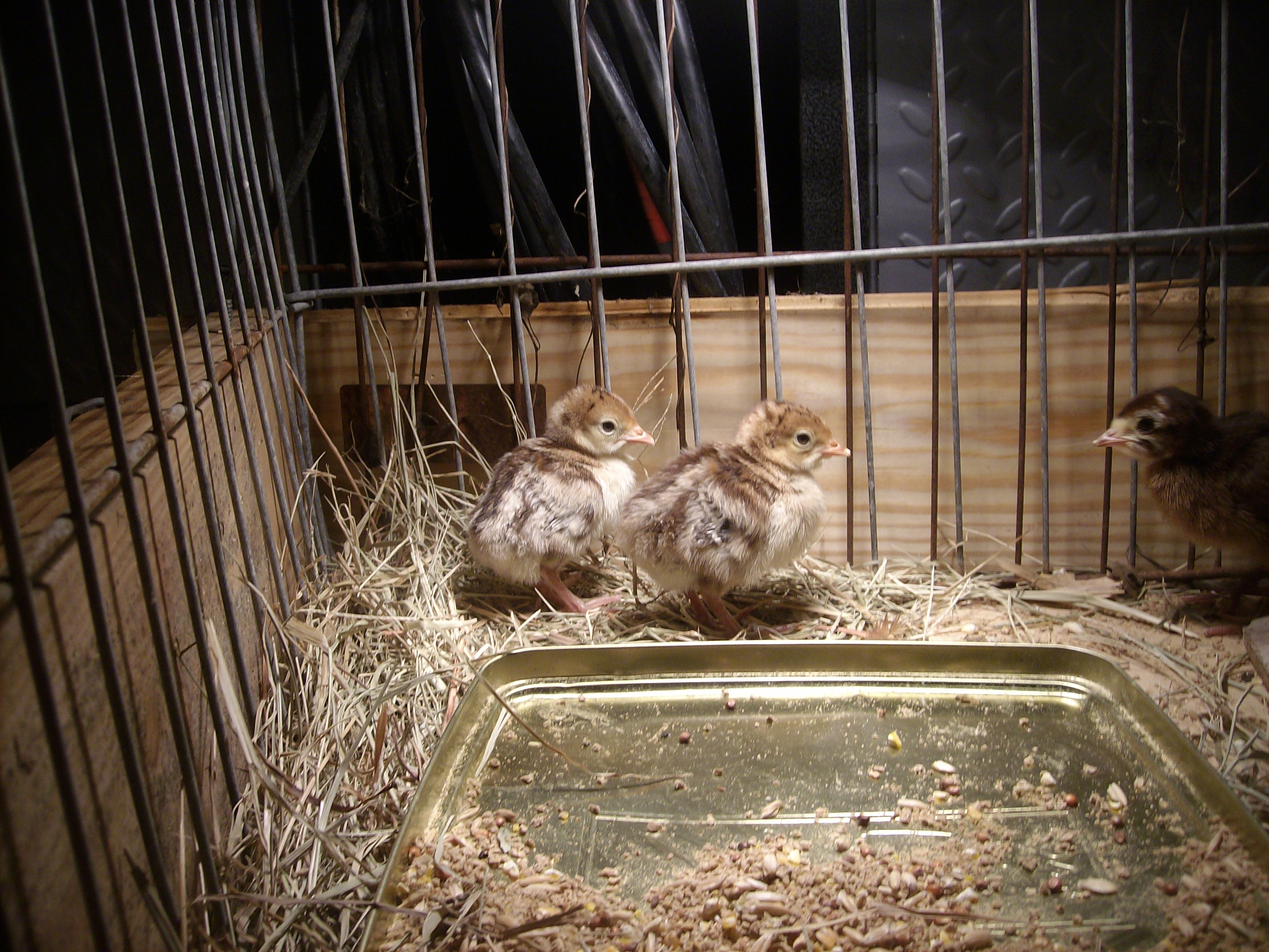 A few of Johnnie's babies.  The two on the left... keets?