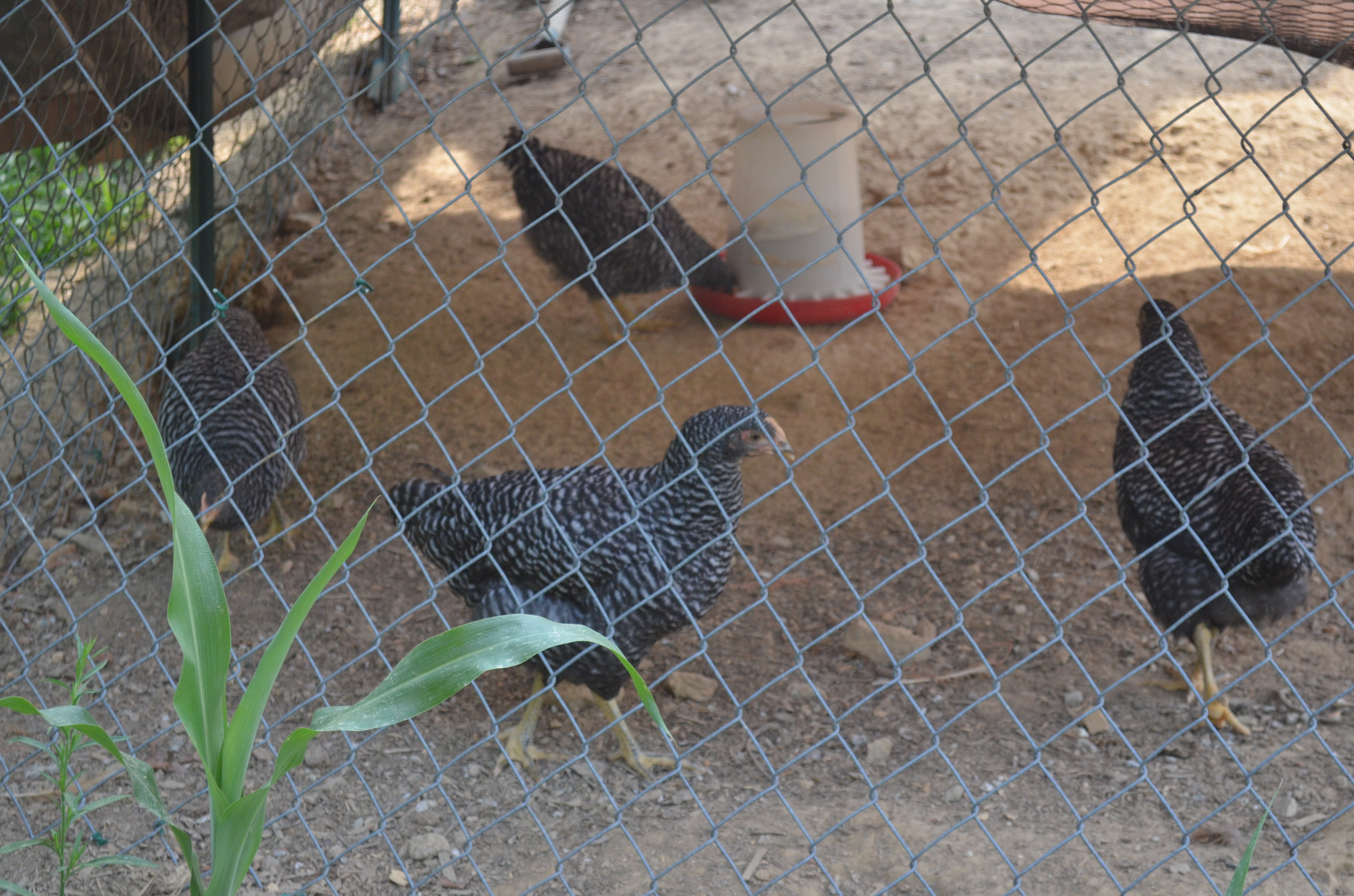 A few of my Barred pullets