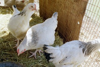 A few of my F1 Columbian hens.