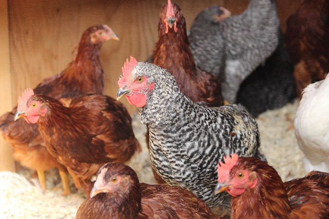 a few of my flock now 3 months old....
