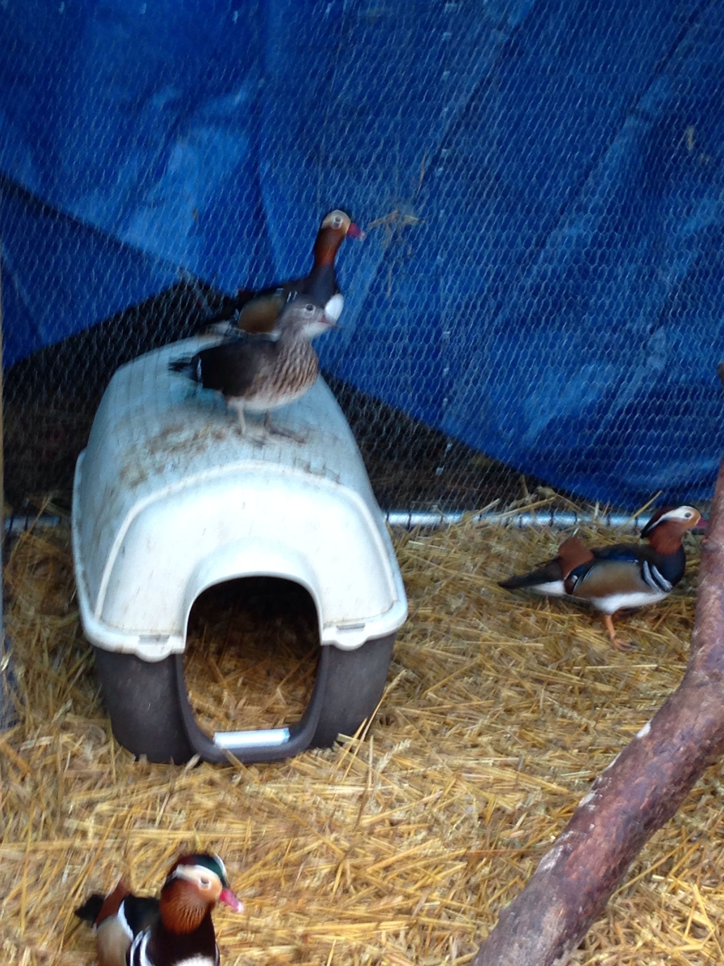 A few of my mandarin pairs