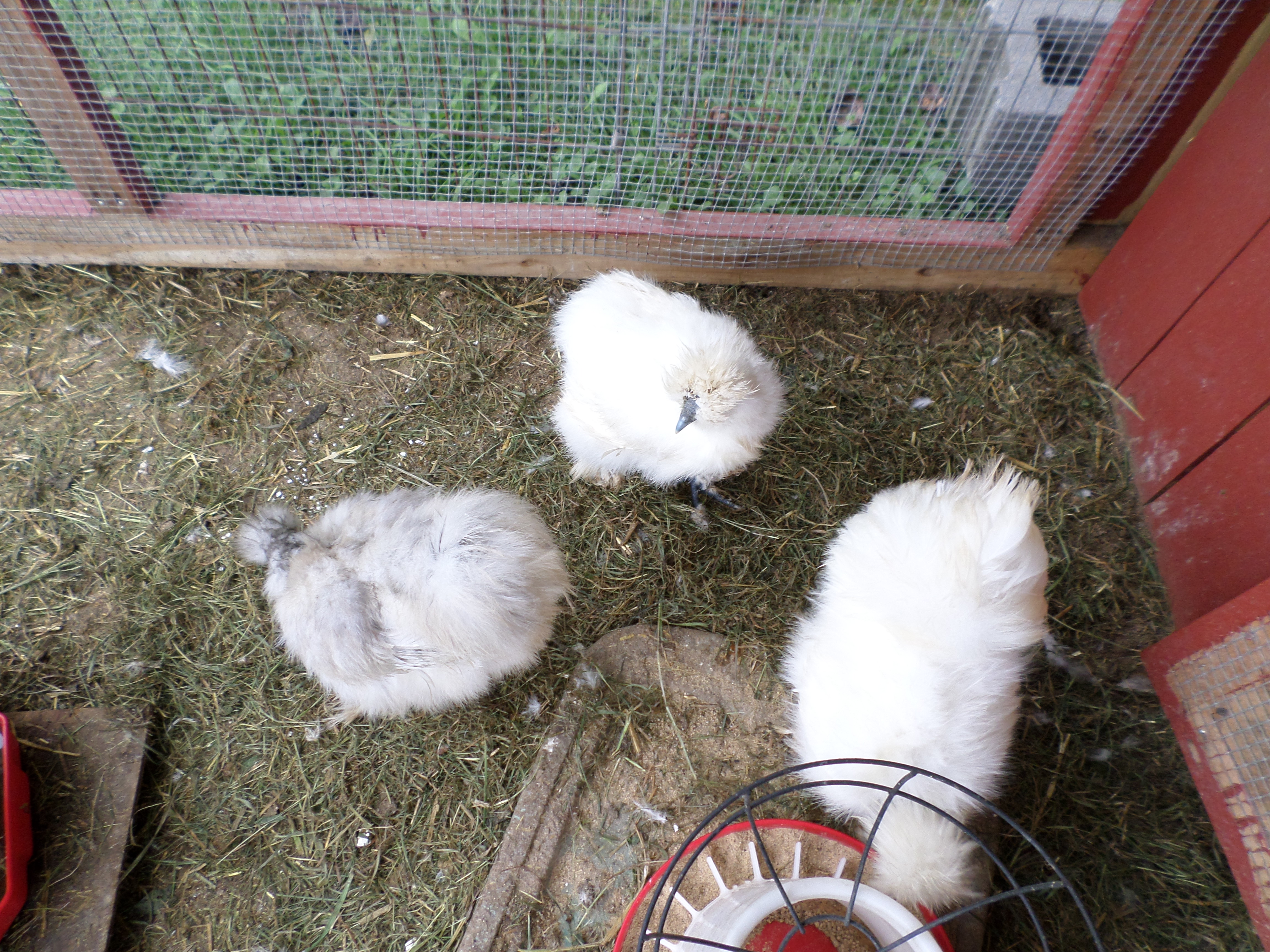 A few of my Silkies