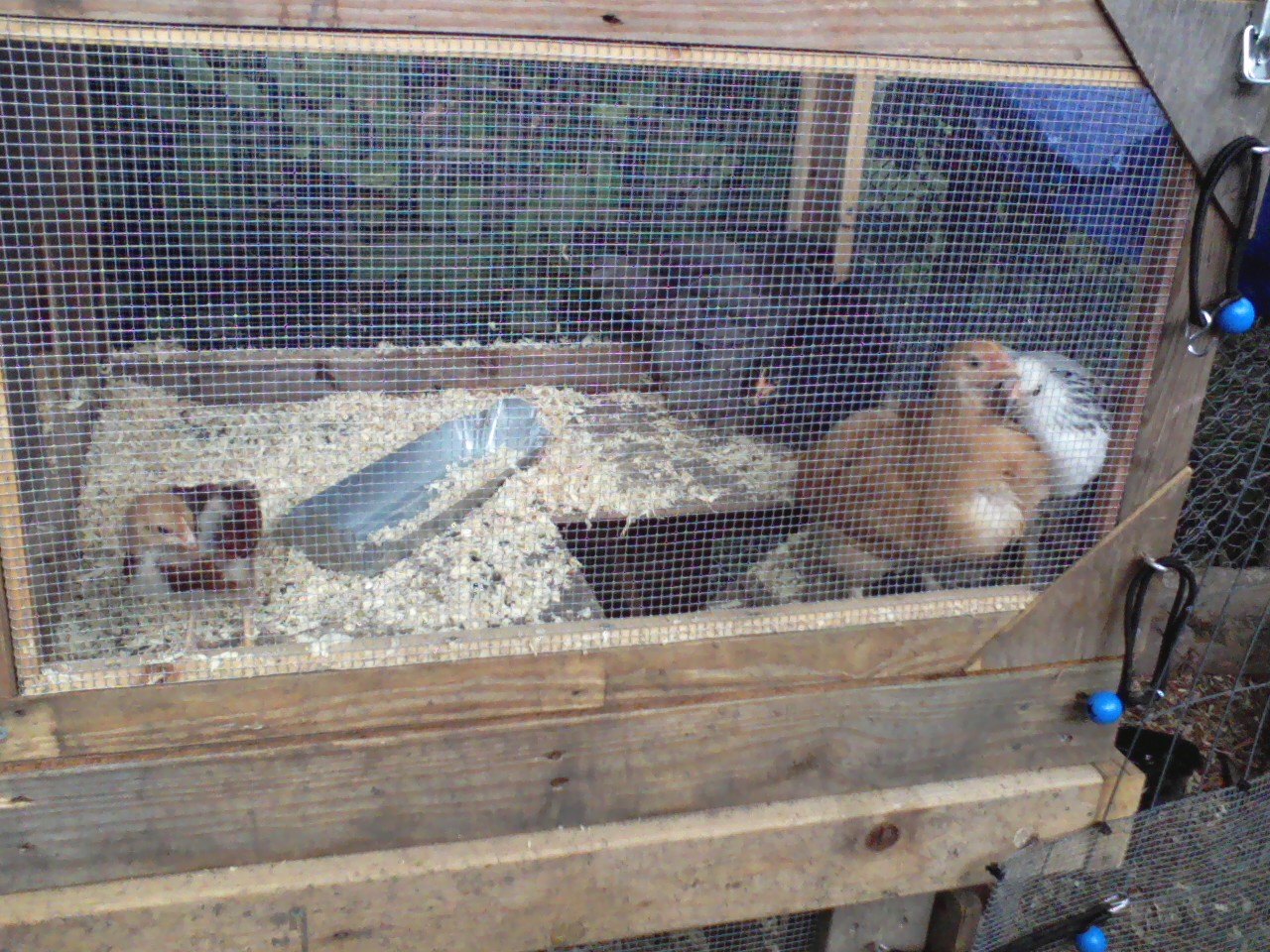 A few of our girls (on the right) and the "hen" (on the left) that was given to me after we purchased the other chickens.  His name is Rudy.