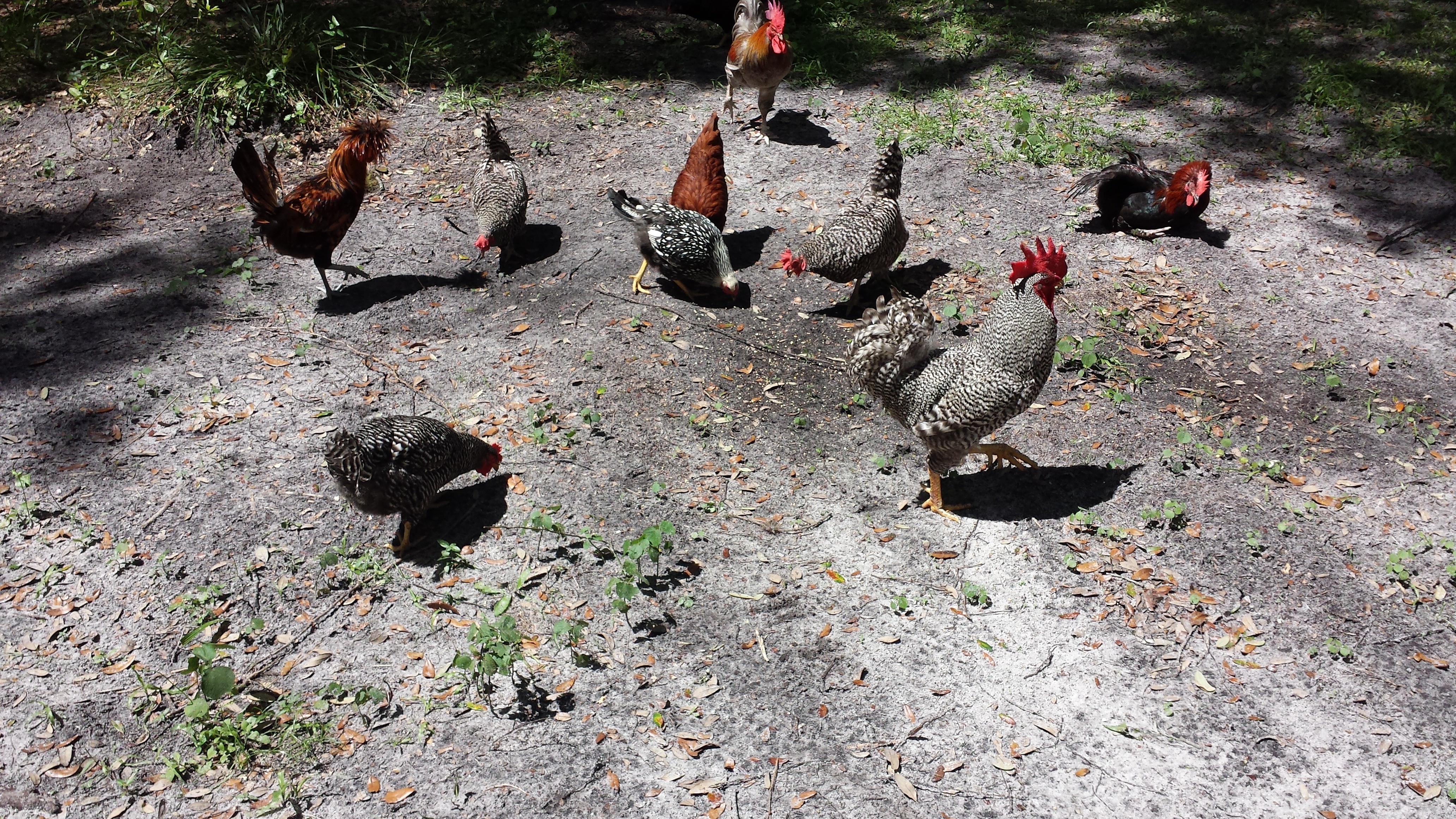 A few of the ol' girls and Roo's from the flock.