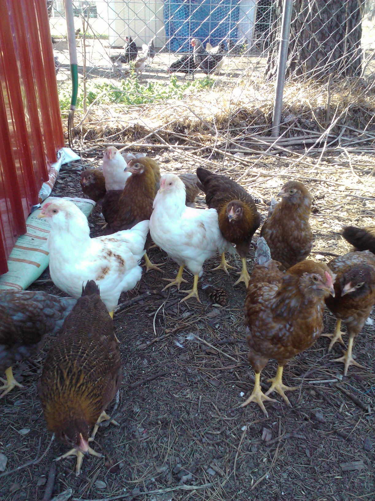 A few of the Olive Egger gang along with some Welsummers too.