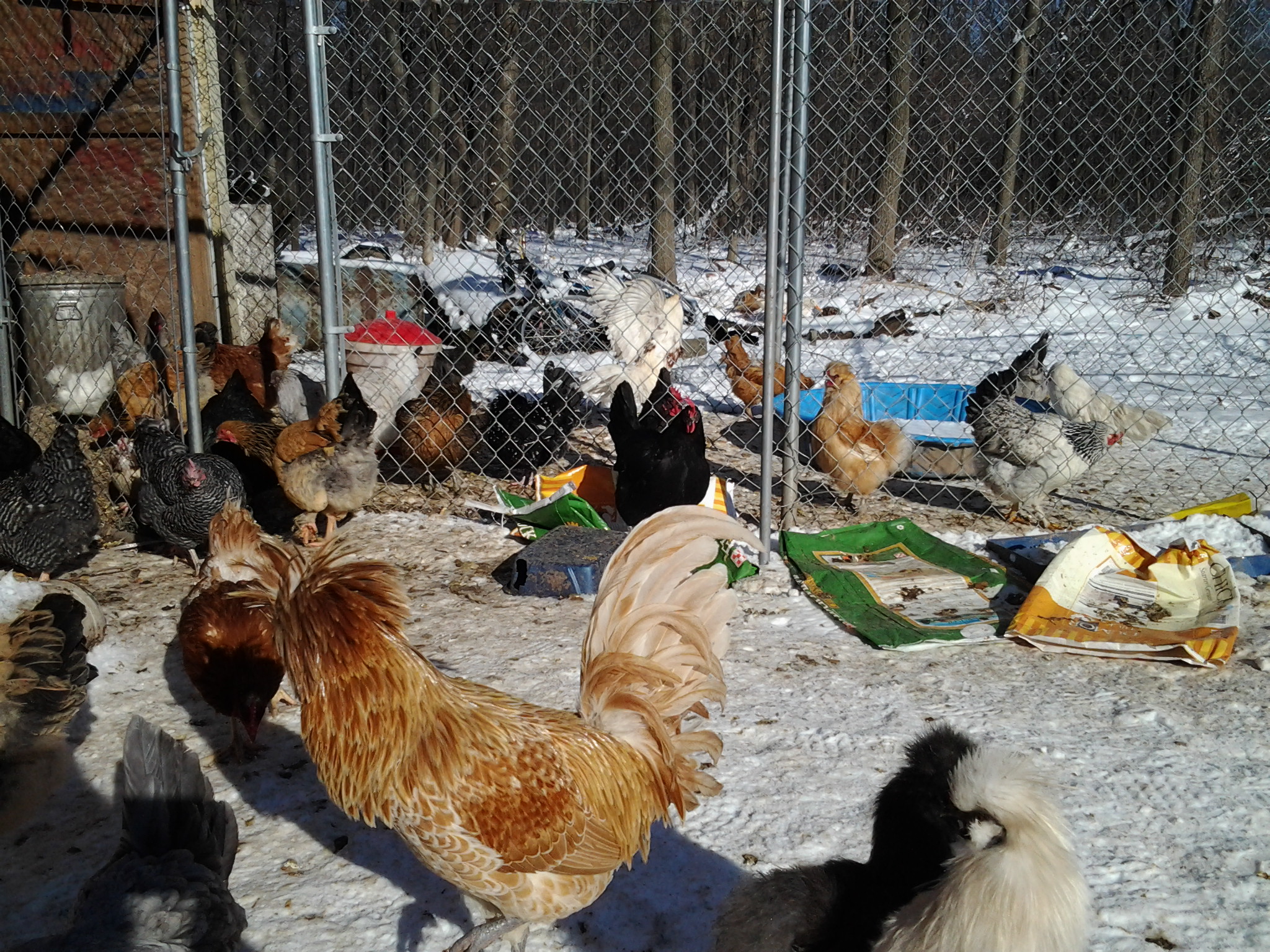 A few of the possible mommas, minus the roosters and silkies, who were not in the pen before.