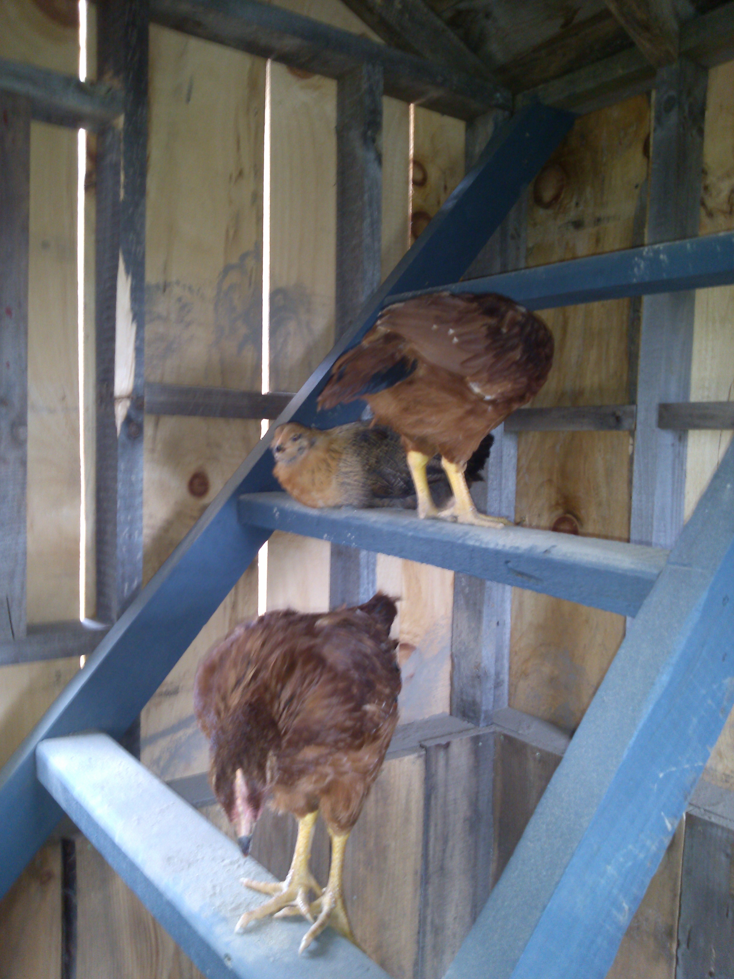 A few of them approved the roosting ladder immediately! We got the cracks sealed up later that day so the chickens won't get wet when it rains.