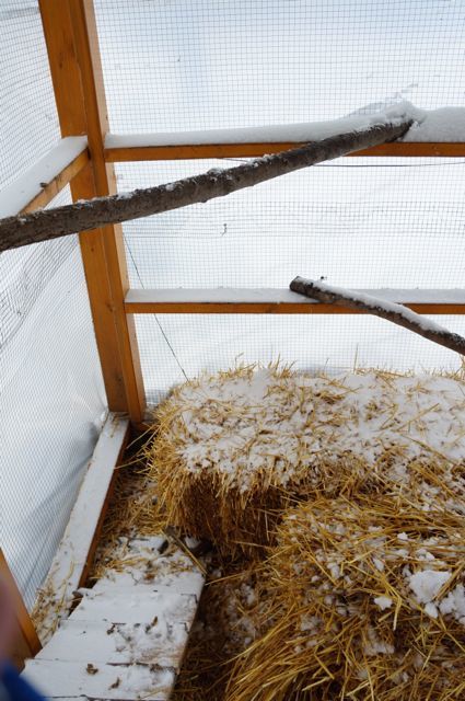 a few roosts in the run and a bale of straw for fun.  I throw a handful of cracked corn and some raisins just before they go up to bed.