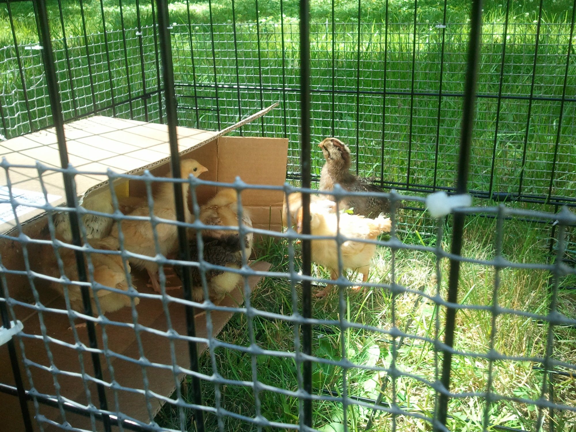 a few ventured out of the box...the others weren't as brave and took their time