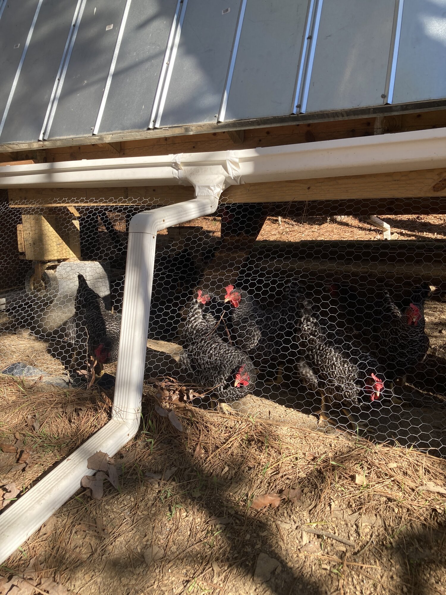 A Frame coop gutters