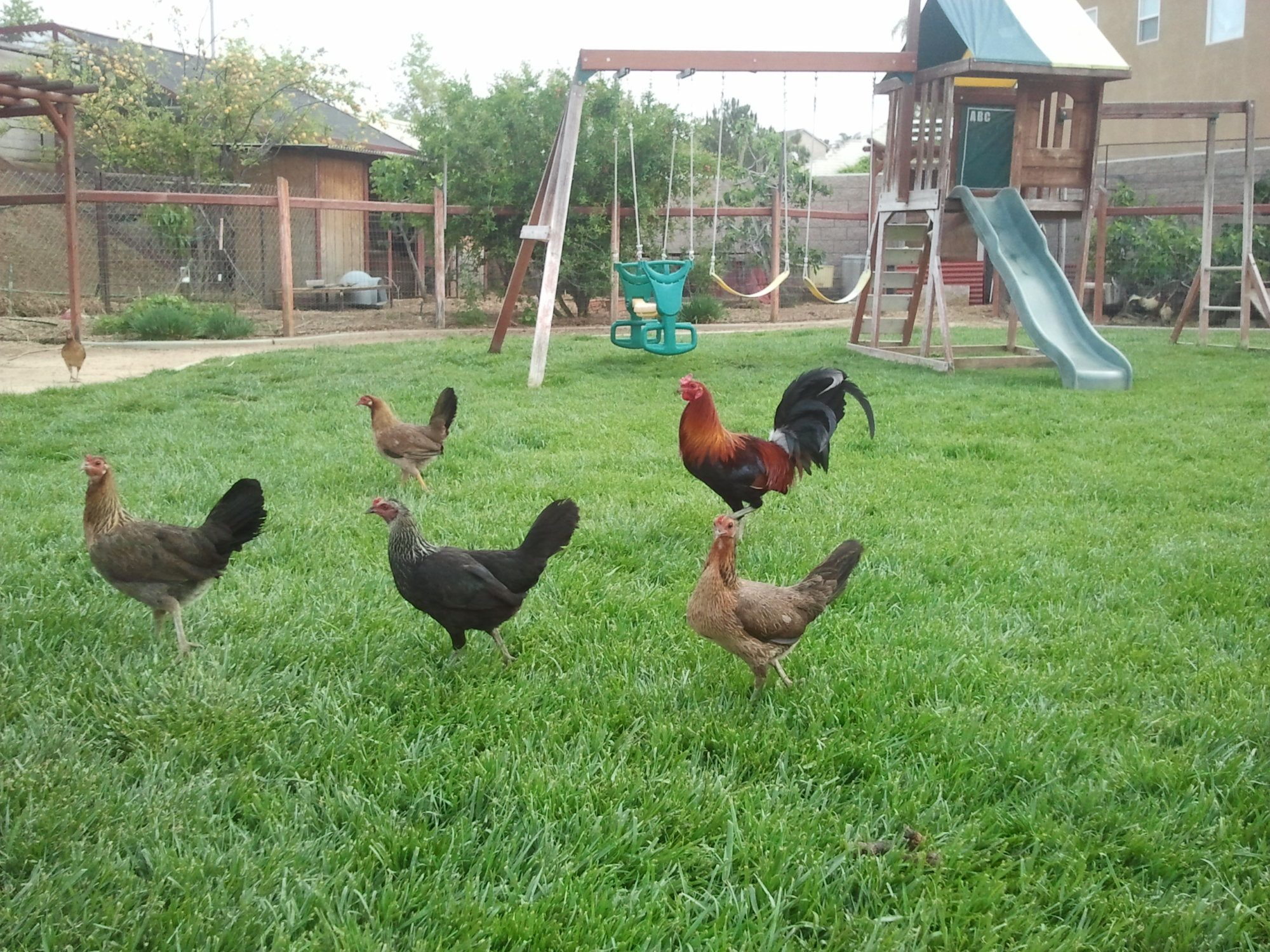 A free range California chicken is a Happy Chicken