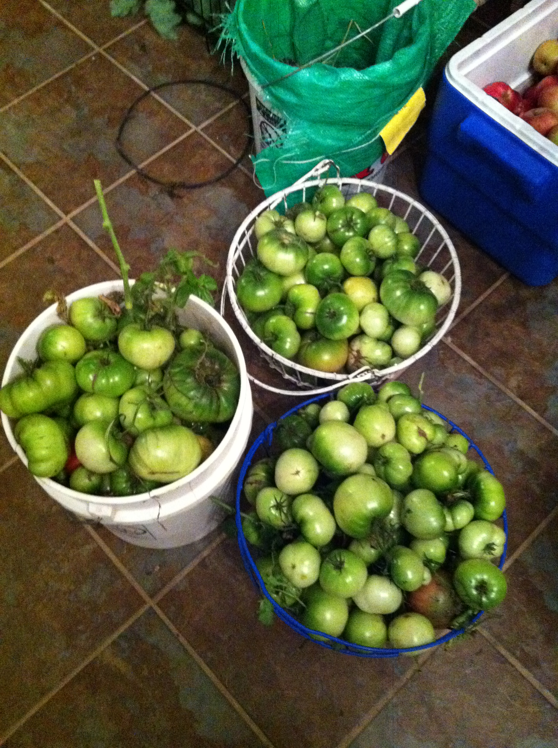 a frenzied tomato harvest before the first frost last year