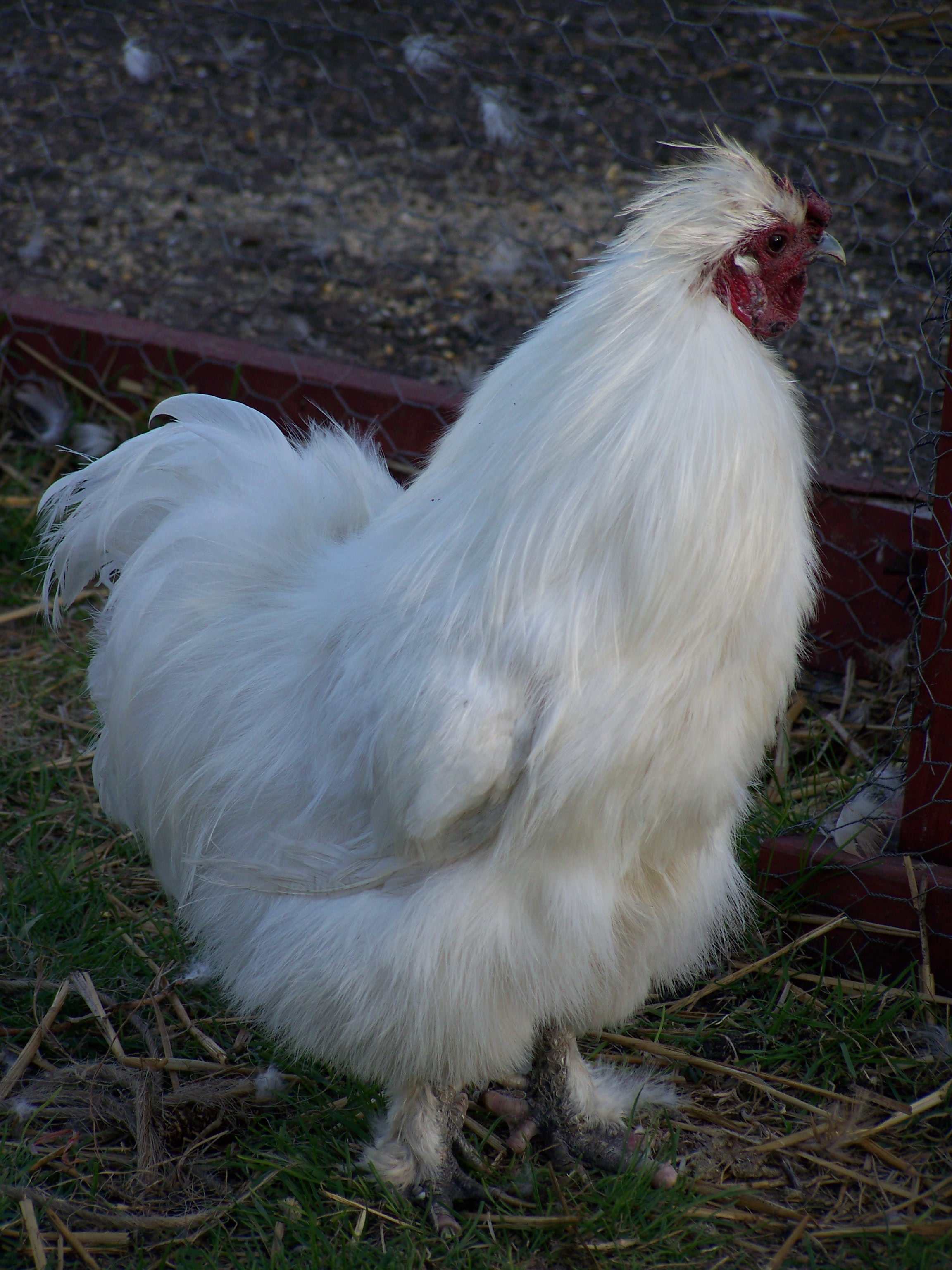 A friend of mine was moving and gave me "Fluffy" ...he is a silkie chicken who thinks he is a cat. Love him dearly