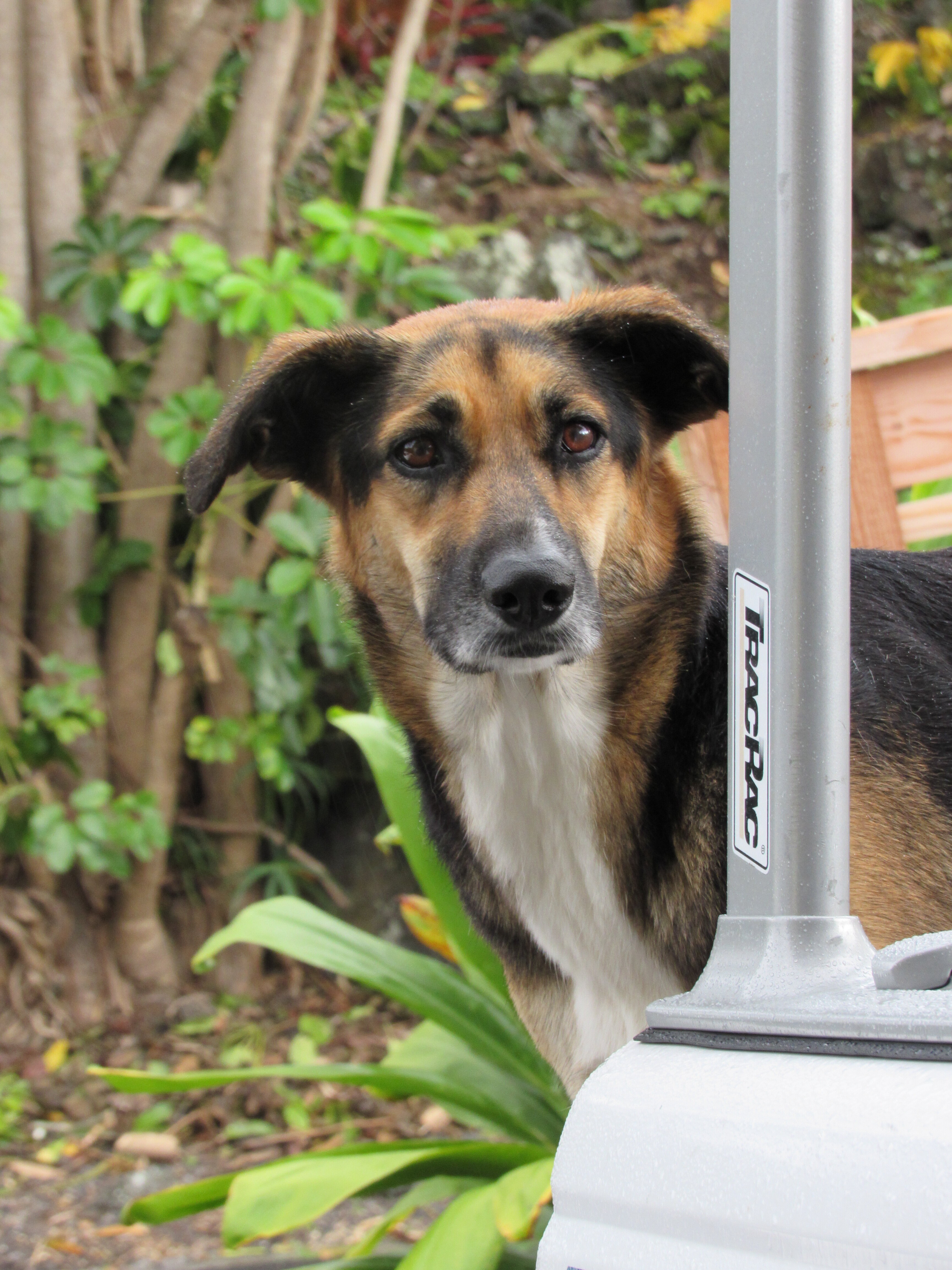 A friend's dog named “Bitsi”