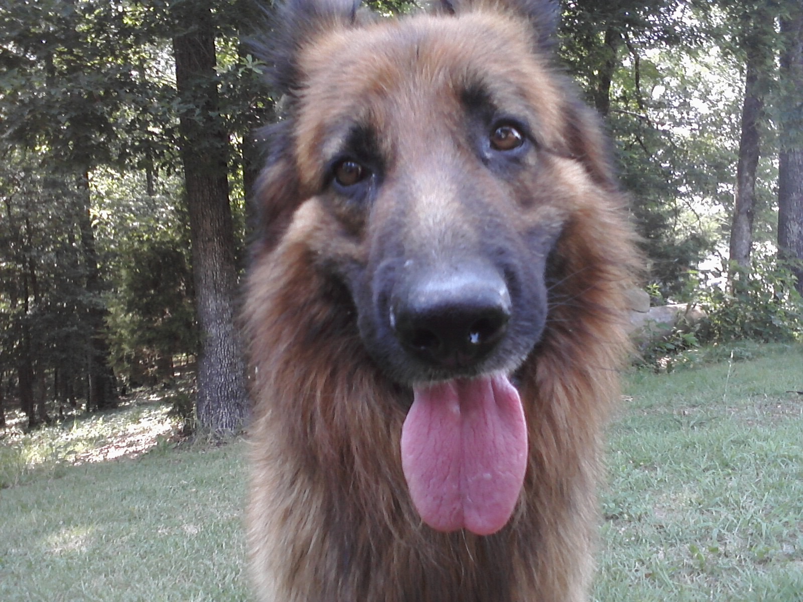 A friend's German Shepherd.
