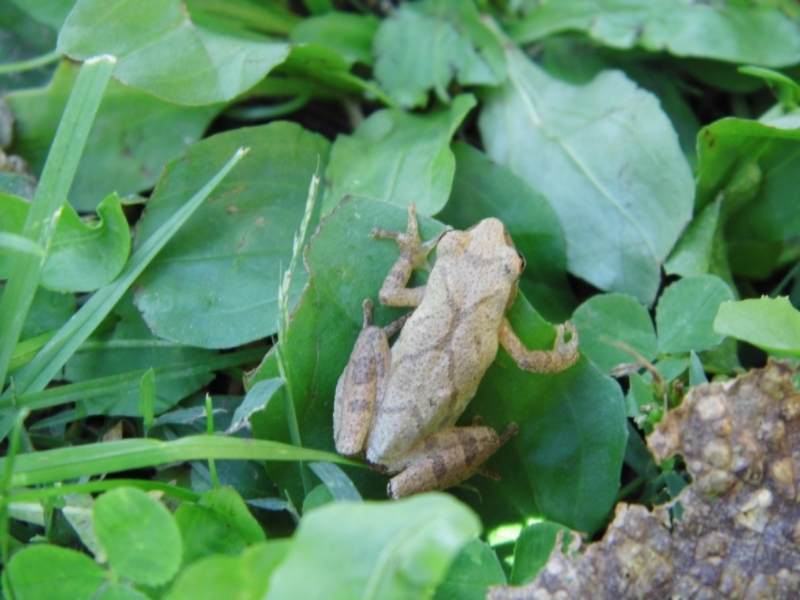 A froggie I found in the woods.