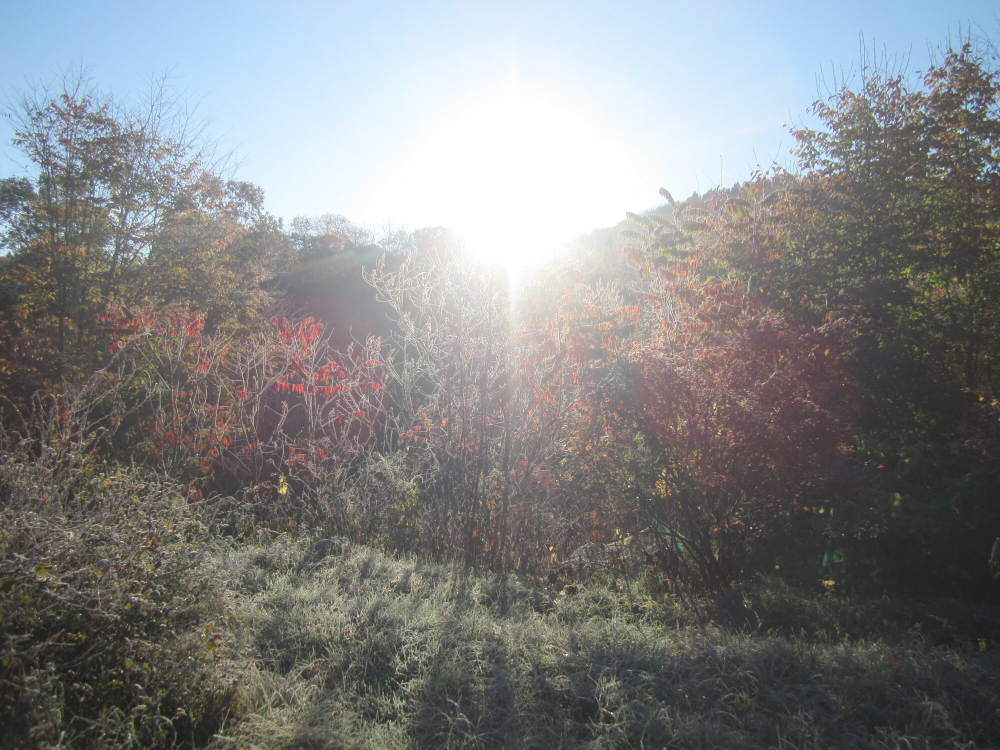 a frosty morning