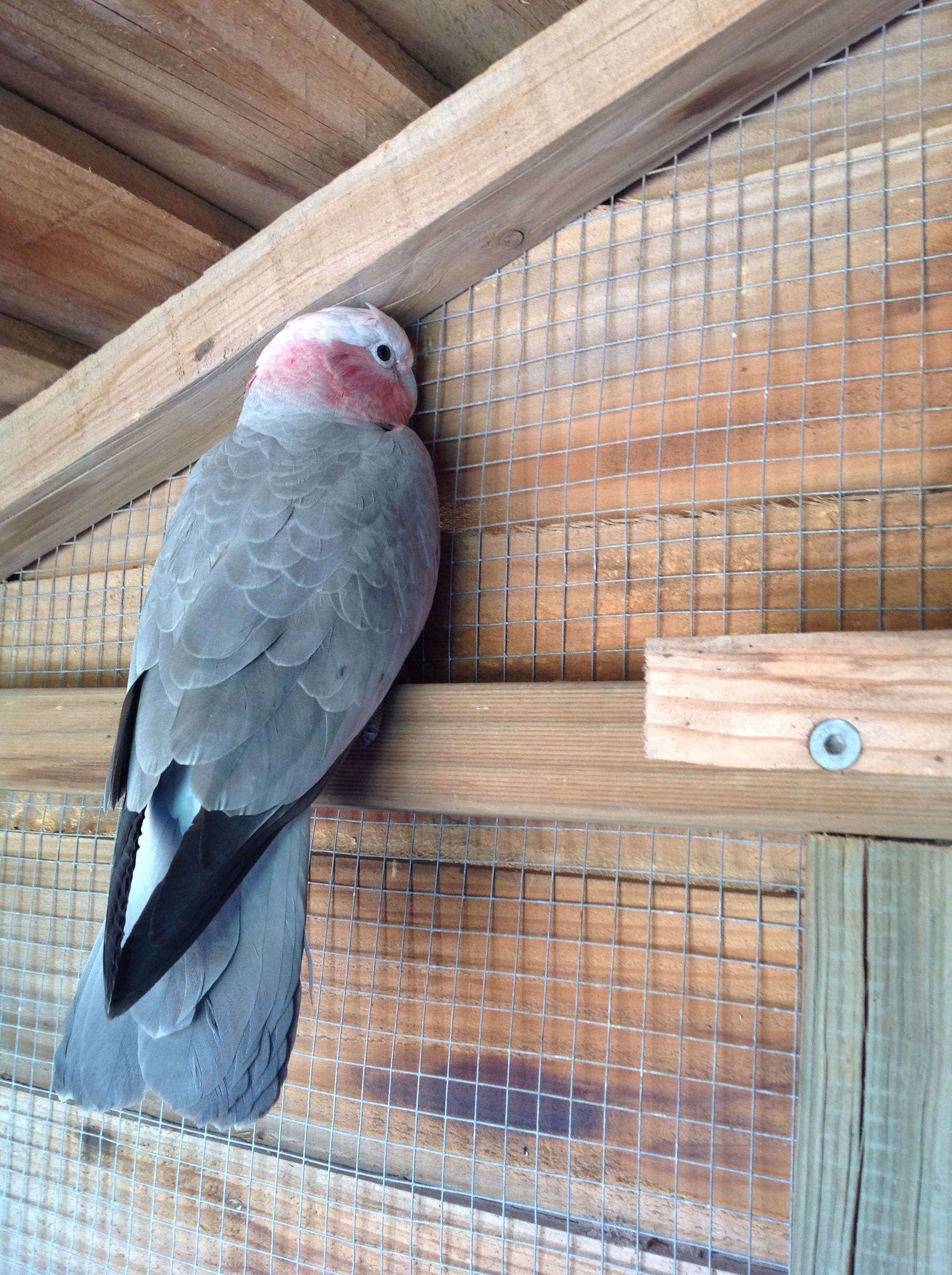 A galah I rescued. Everybody was sure he was going to die, but some medicine and TLC, Reggie survived, and was set free!