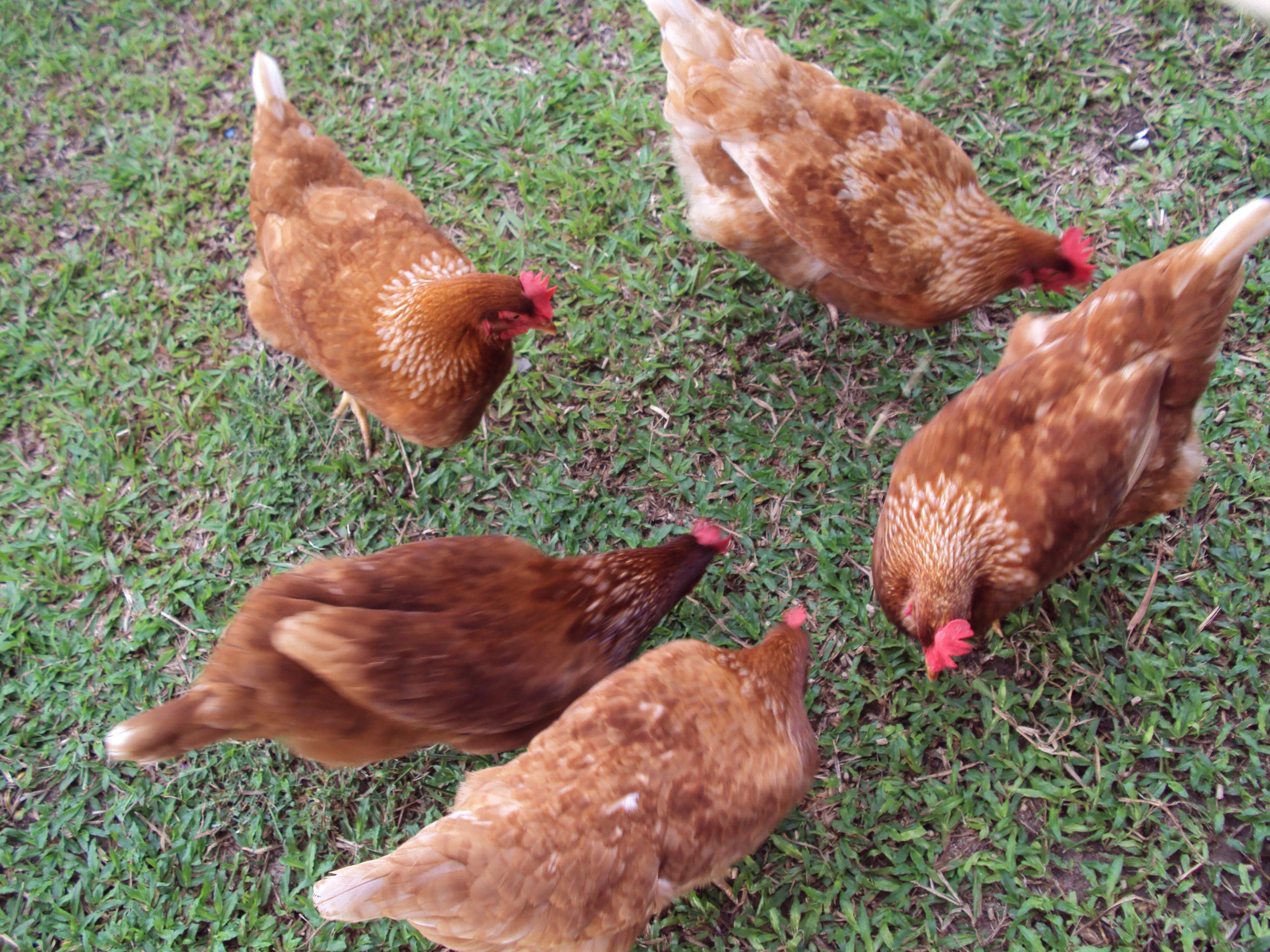 A good example of red star 'neck ring patterns'