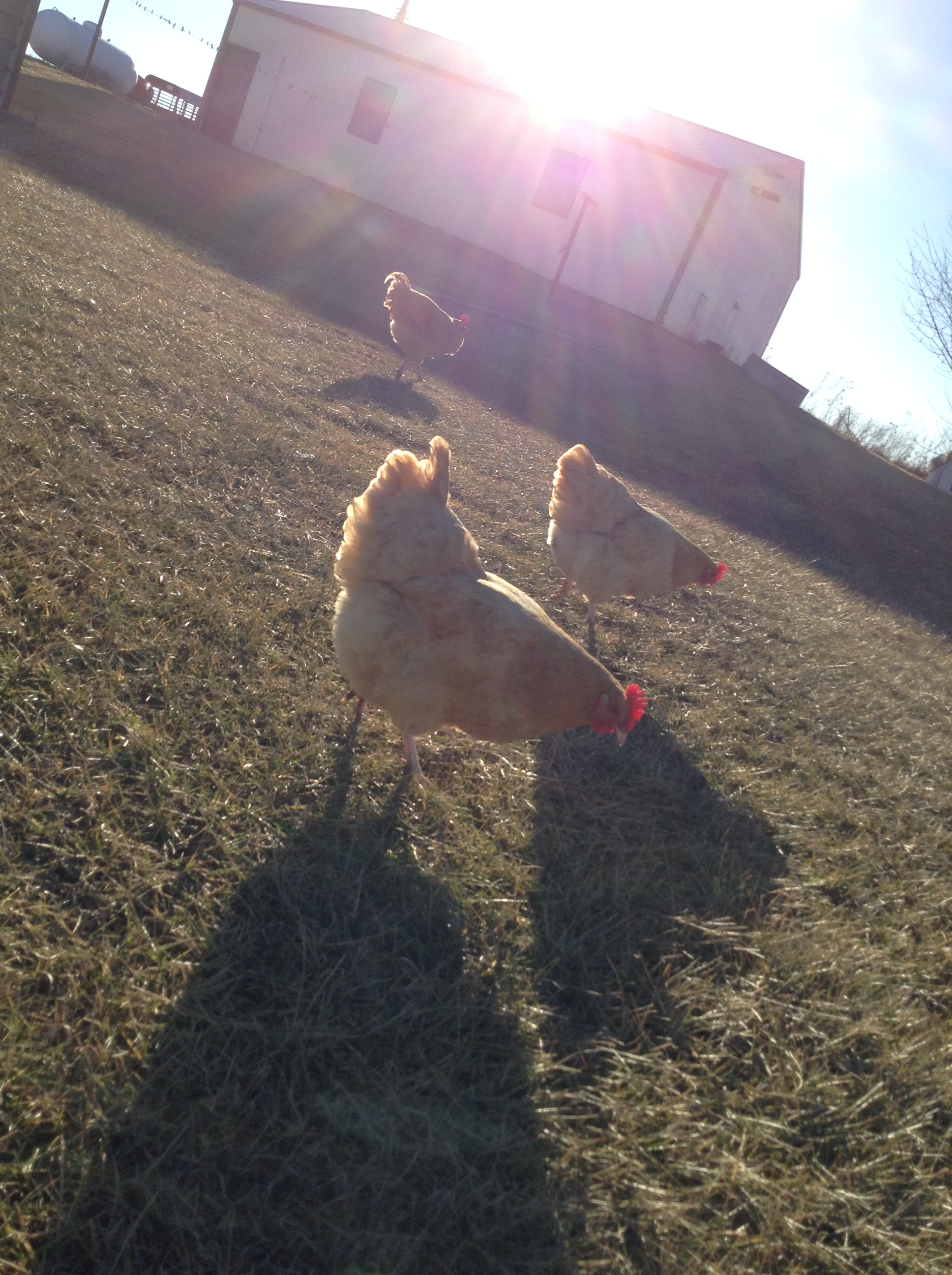 A great day on the farm!!