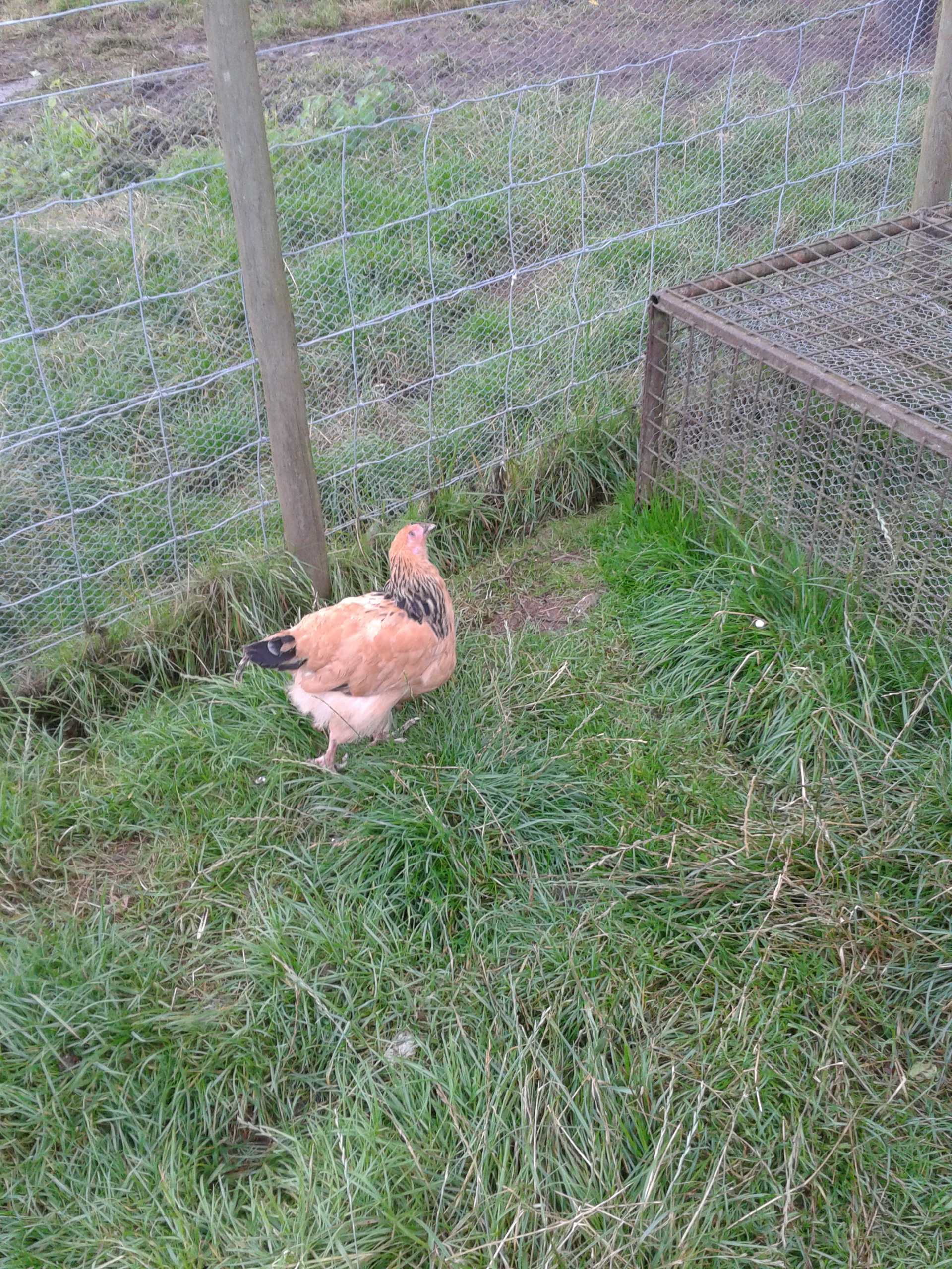 a greatly improved 14 week old buffs the buff sussex