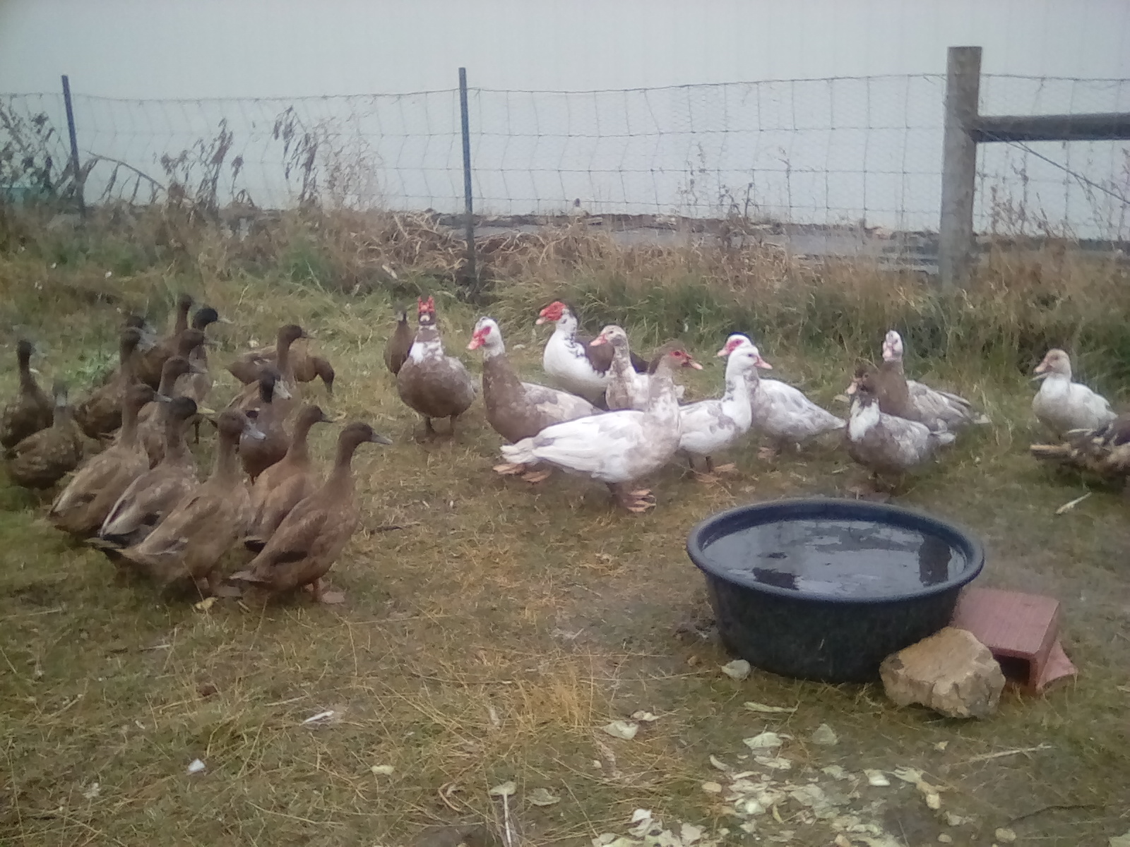 A group pic of ALL my ducks together!