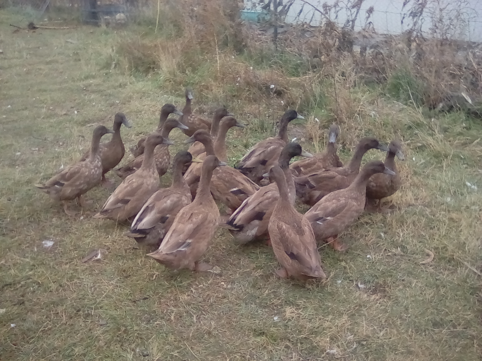 A group pic of all the quackers altogether