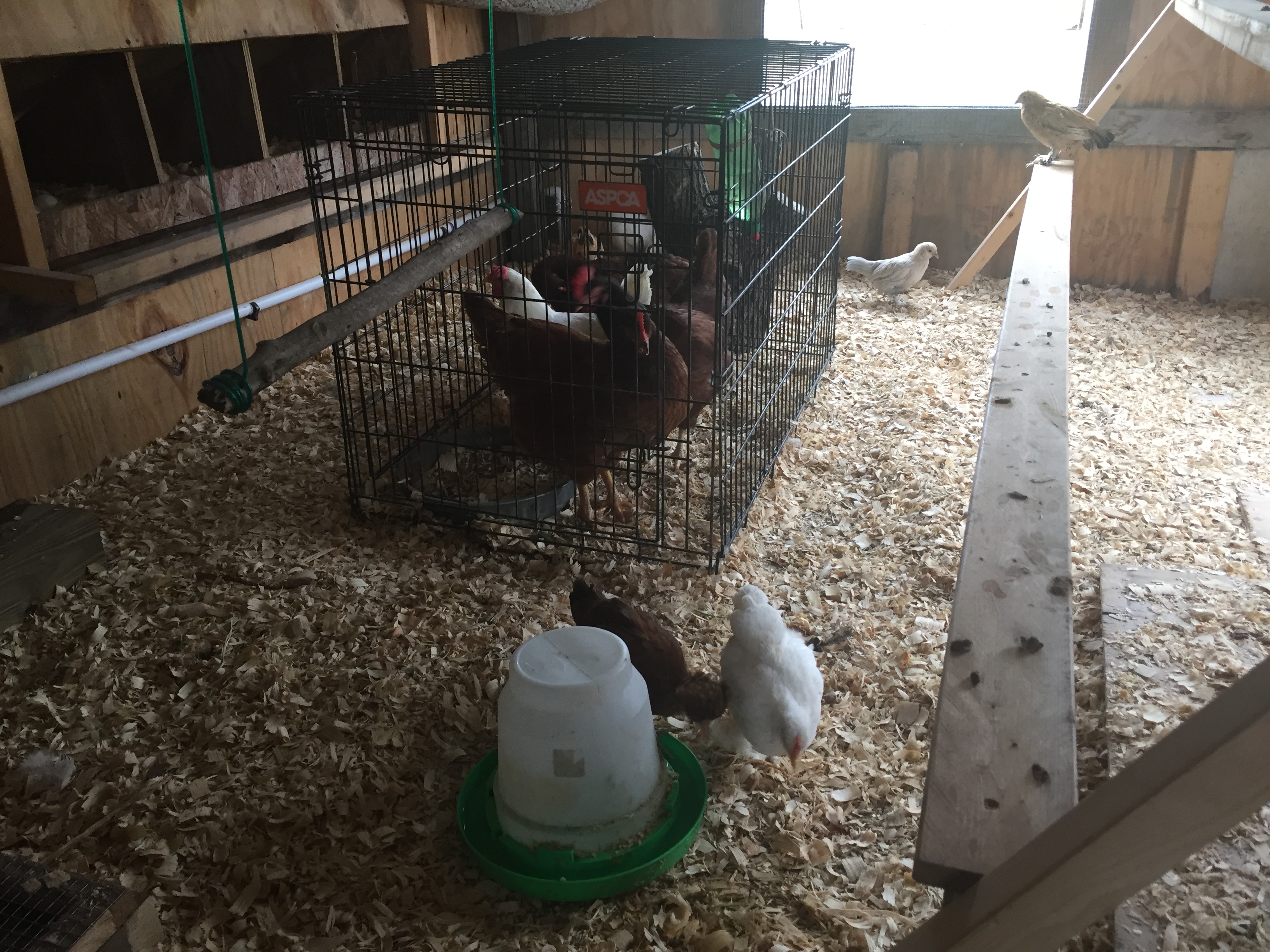 A guy I met from Craigslist give me 3 Rhode Island Red and 1 Long Horn hens that were no longer laying as often. I'm a new chicken keeper so I didn't mind. In this pic they area currently being introduced to my bantam chicks.