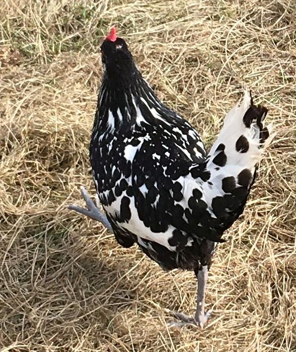 A Hamburg hen