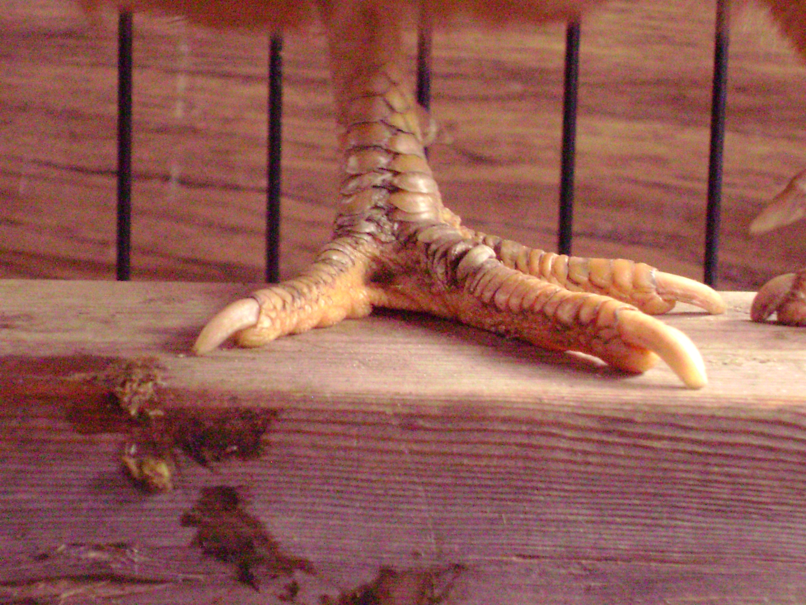 A hen healing from a bad case of leg mites, all her scales had been standing up like the one on the middle one before i got her!  Poor thing!