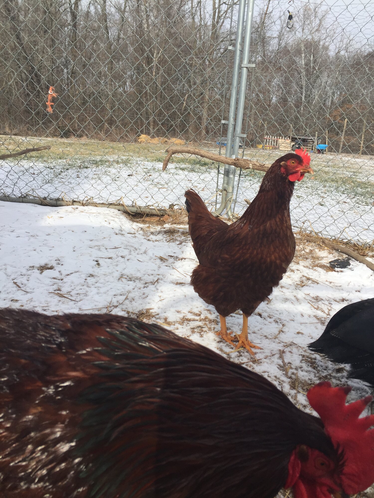 A hen