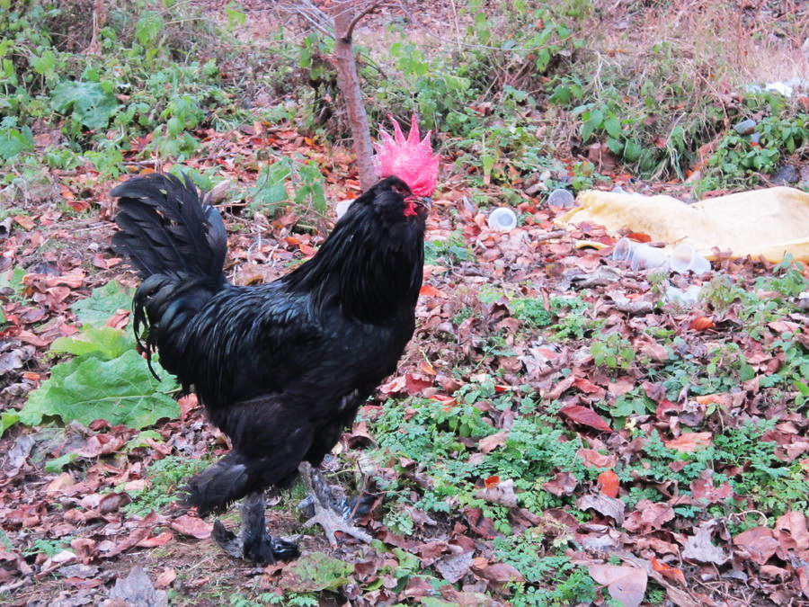 a.k.a. Black Azerbaijan