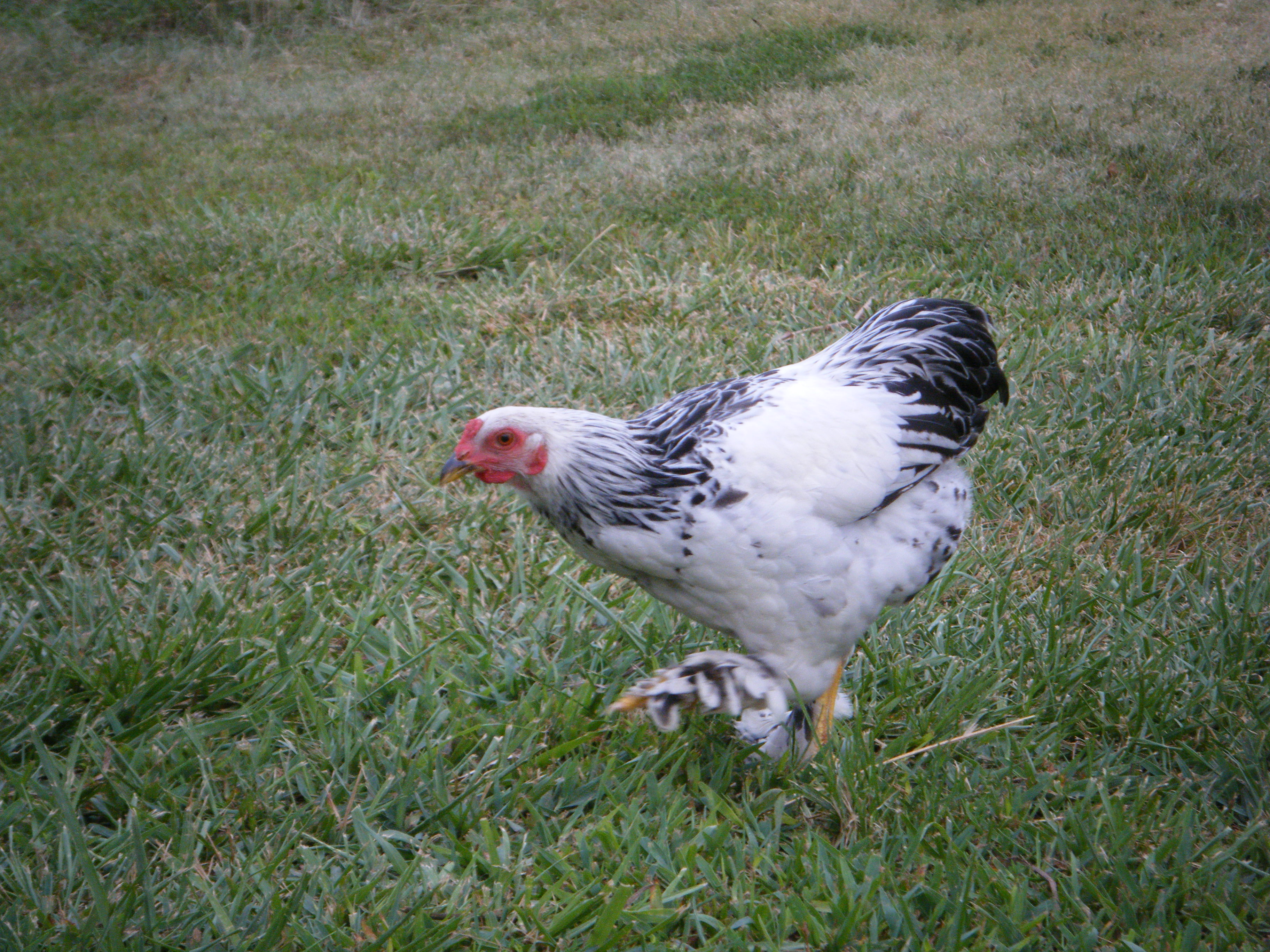 A light Brahma roo, Robert.