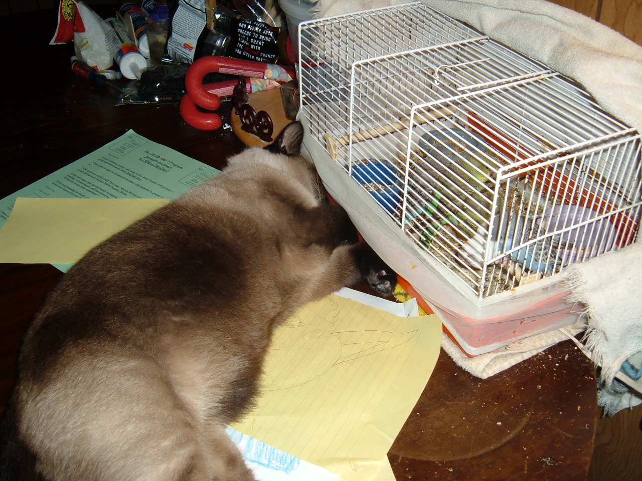a lil too much cat nip? zzzzzzzzzzzzzzzzzzzzzzzzzzzzzzzzzzzzzzzzzzz