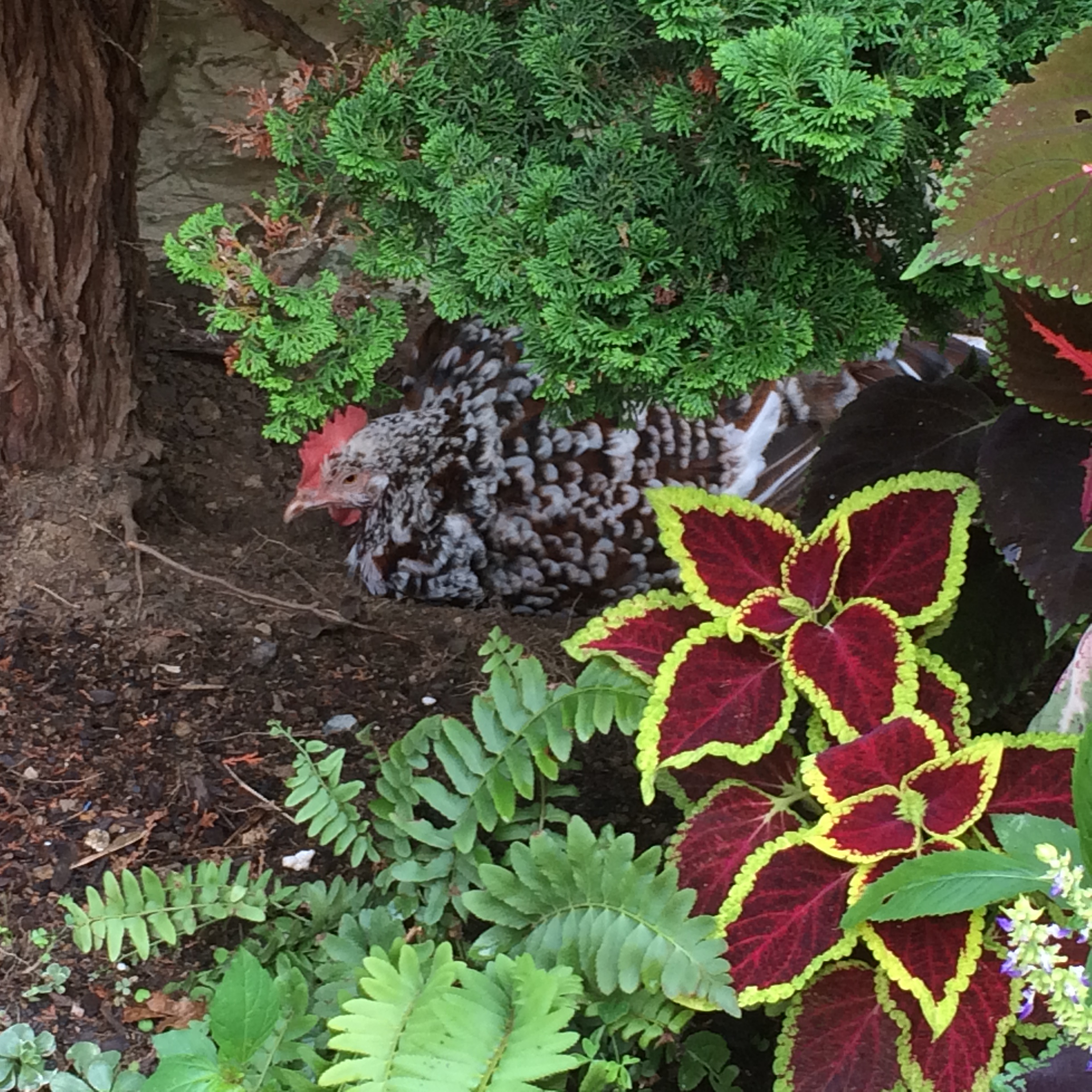 A little afternoon dust bath in the flower garden