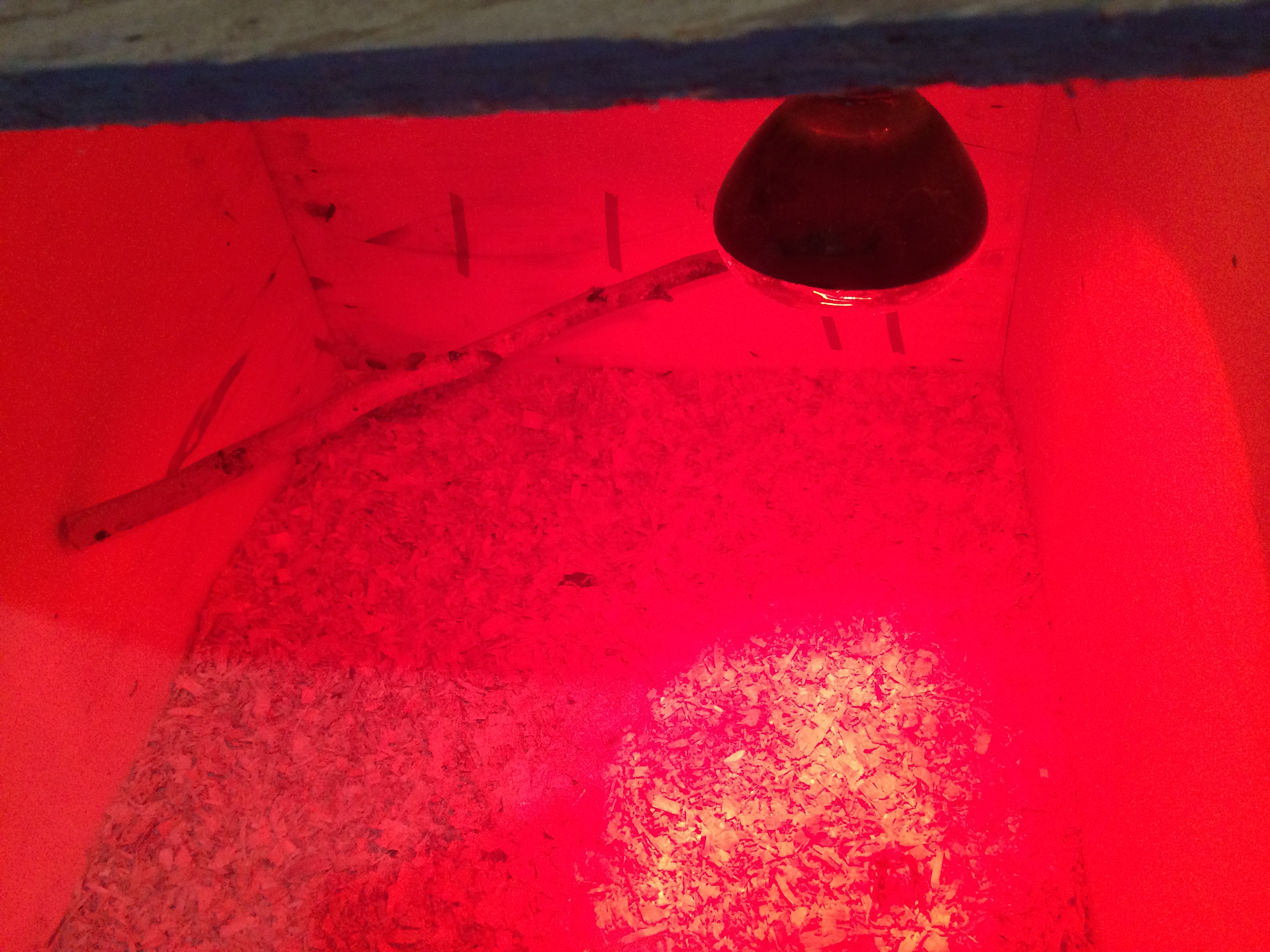 A little baby roost :)